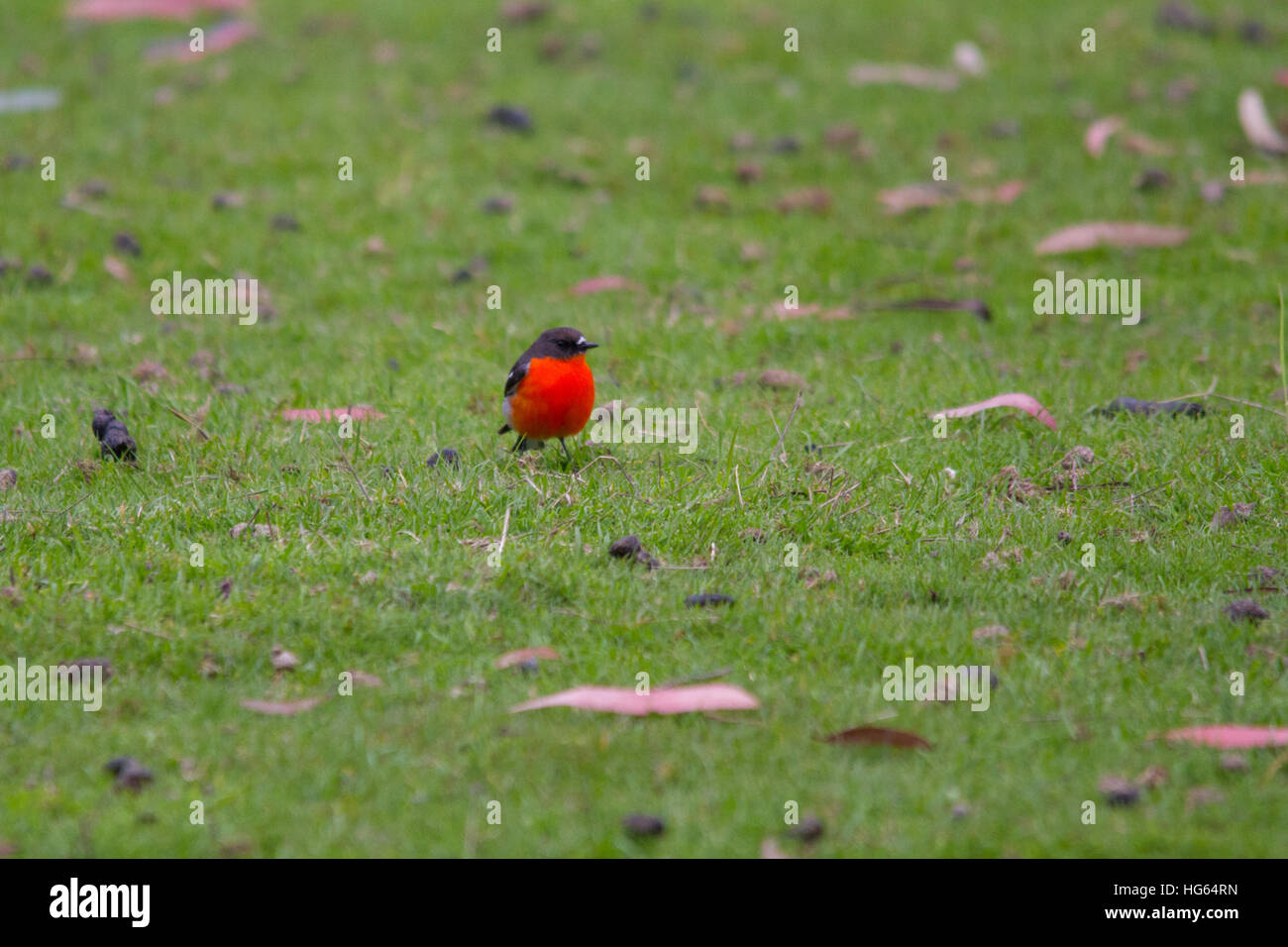 flammenrobin (Petroica phoenicea) auf dem Boden Stockfoto