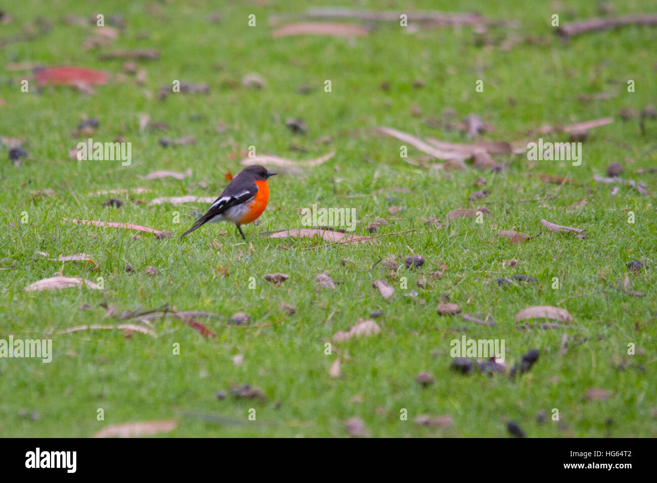 Flamme Robin (petroica phoenicea) auf dem Boden gehockt Stockfoto