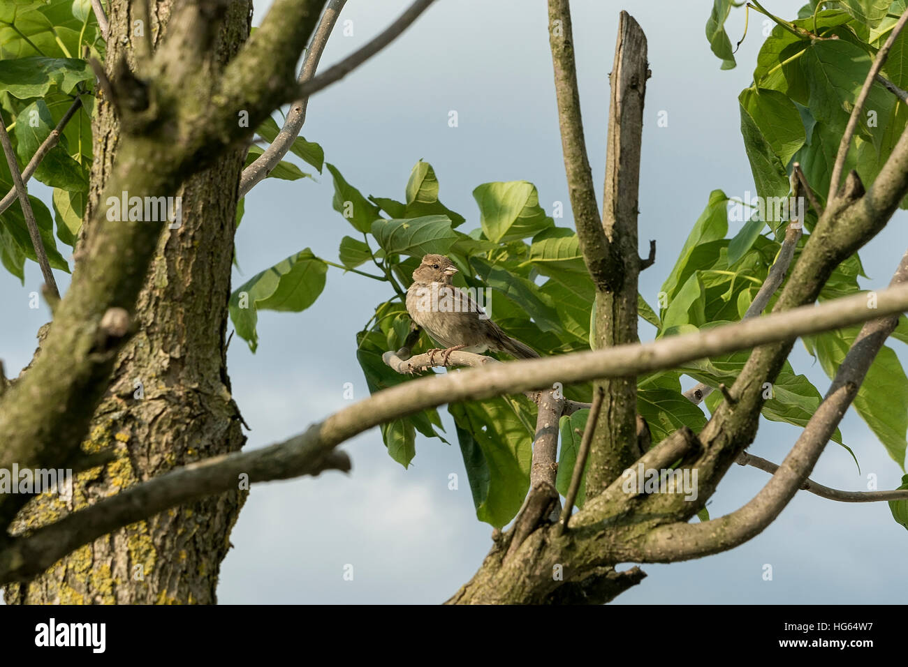 Spatz auf Ast mit grünen lievs Stockfoto