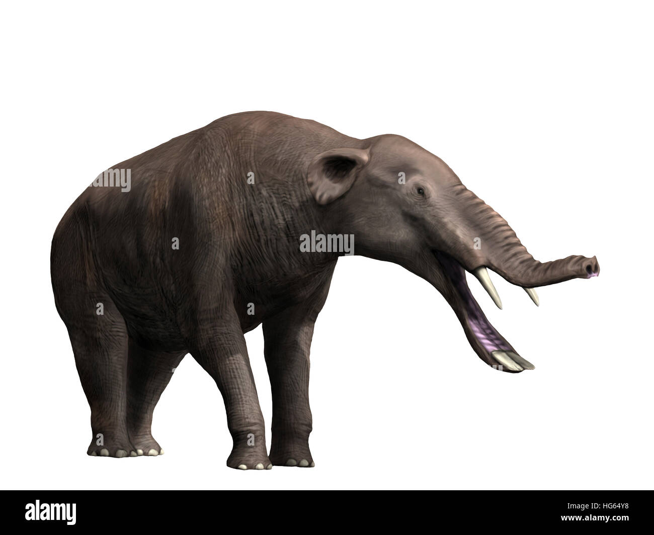 Platybelodon Grangeri ist ein großes Säugetier aus dem späten Miozän der Mongolei. Stockfoto
