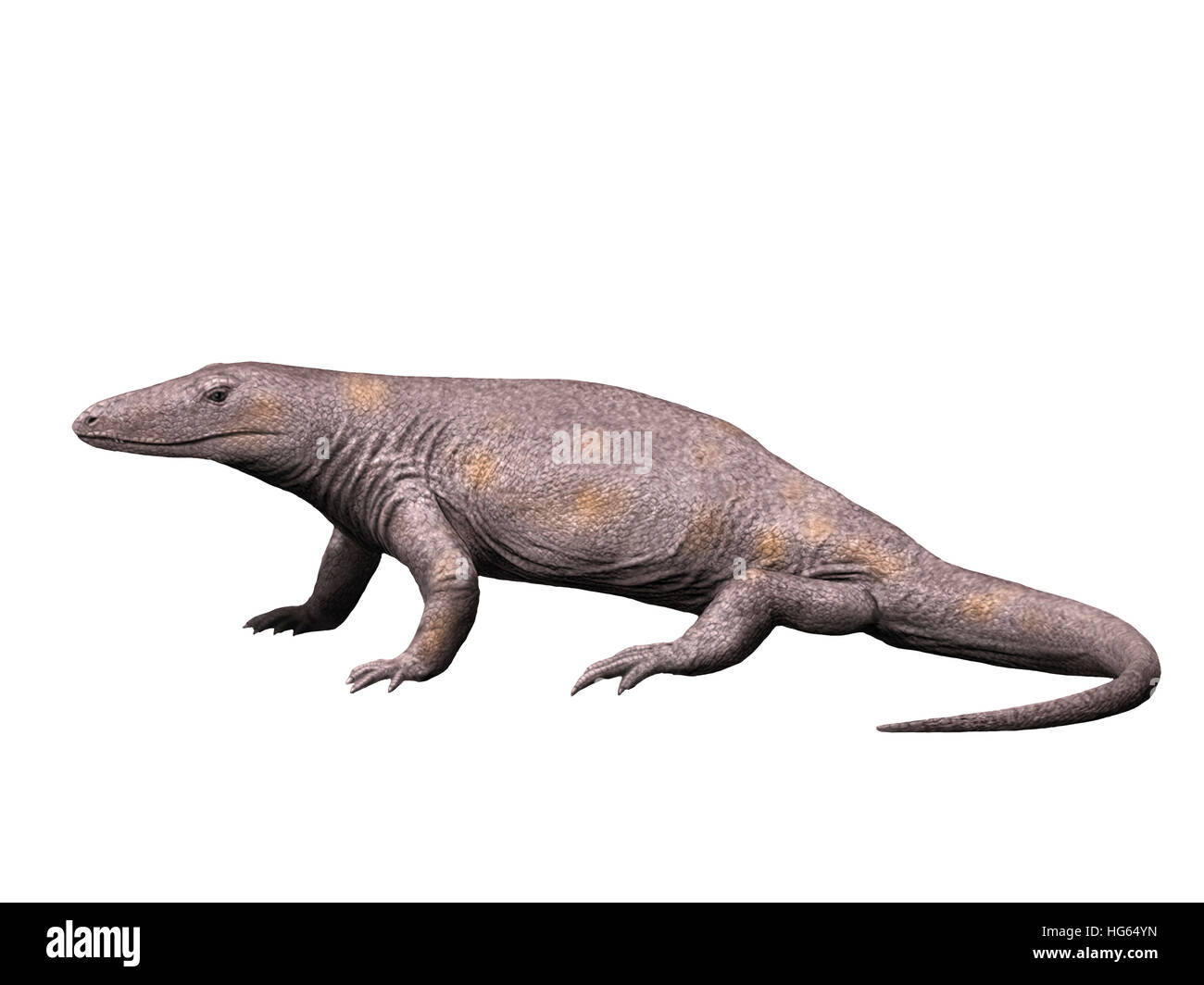 Varanosaurus ist eine ausgestorbene Synapside aus dem frühen Perm von Texas. Stockfoto