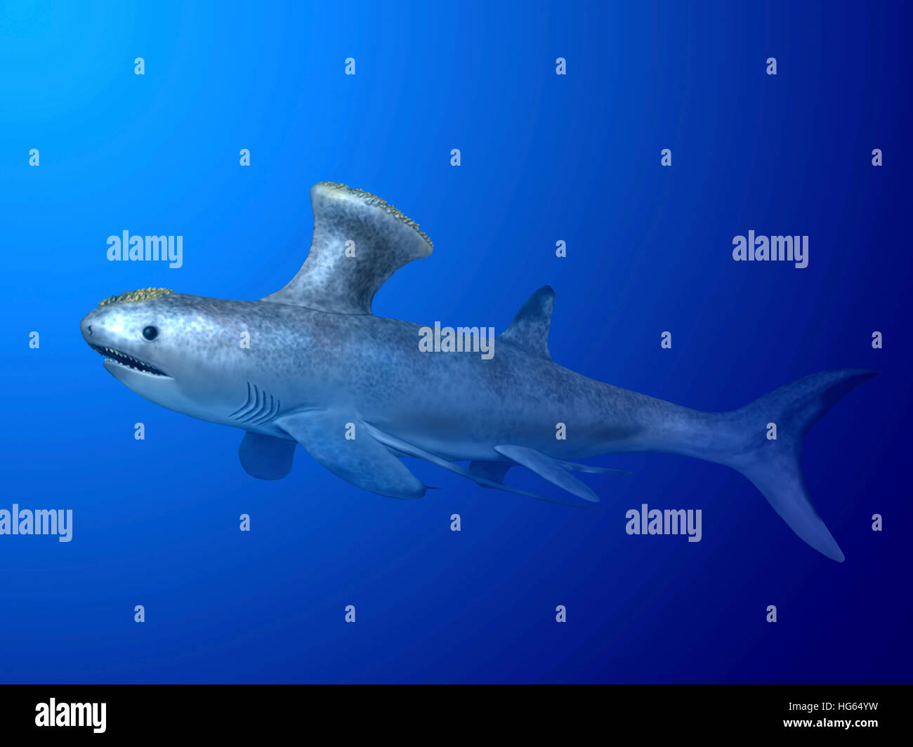 Akmonistion ist eine ausgestorbene Hai aus der Zeit des frühen Karbon. Stockfoto