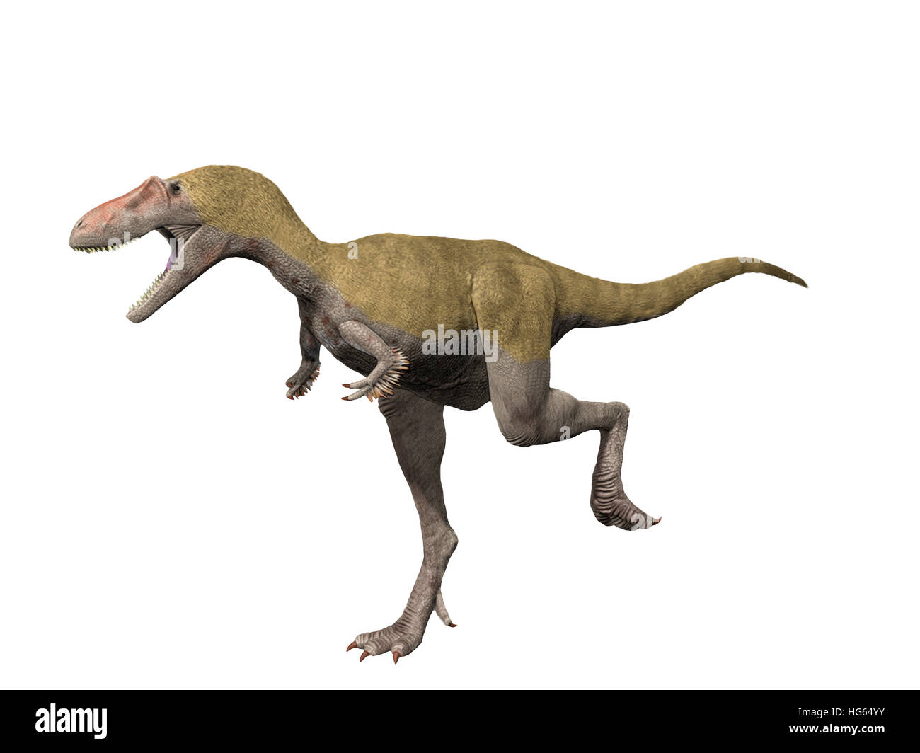 Albertosaurus ist ein theropoder Dinosaurier aus der späten Kreidezeit. Stockfoto
