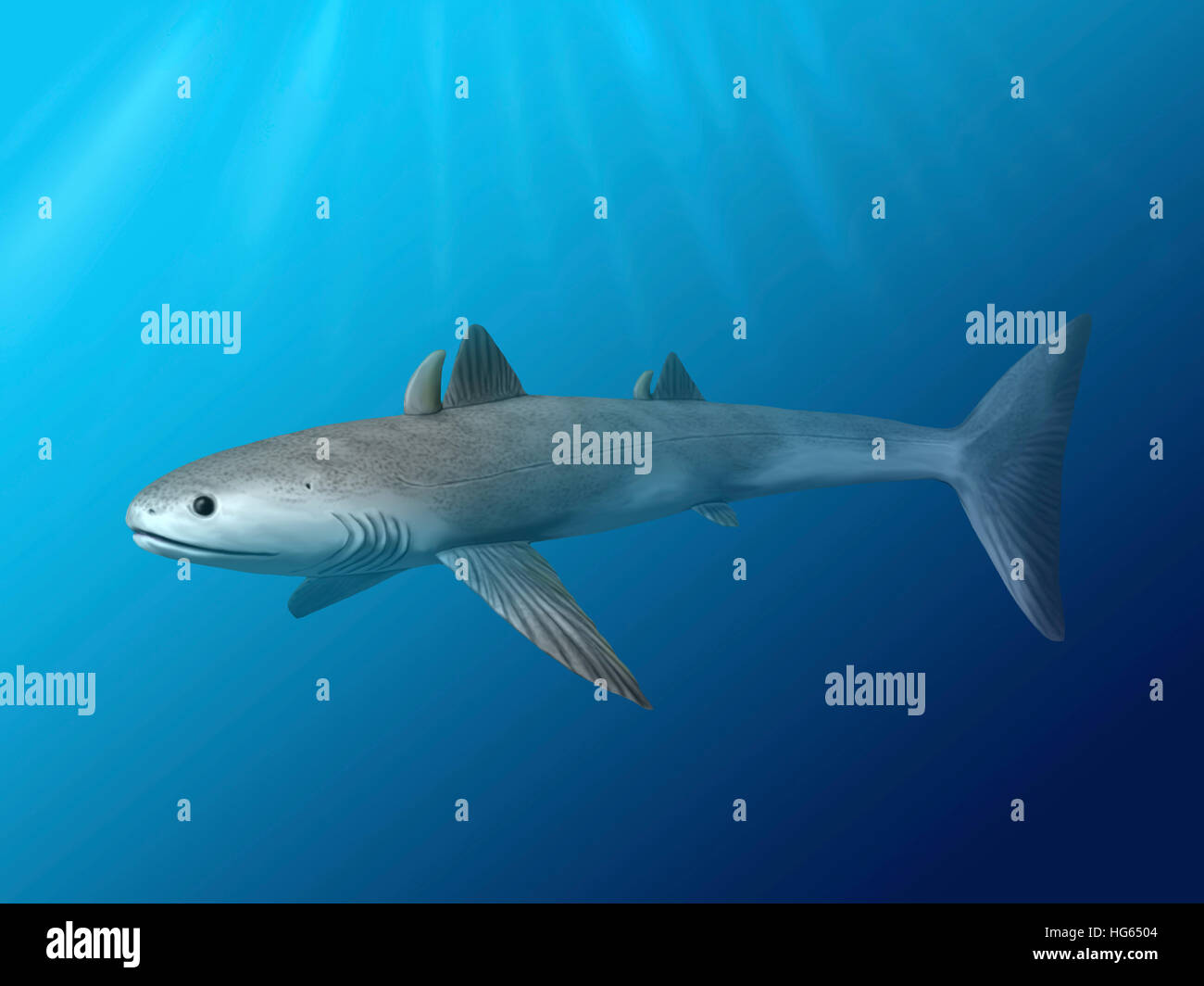 Cladoselache Fyleri ist eine ausgestorbene Hai aus der Spätzeit des Devon. Stockfoto