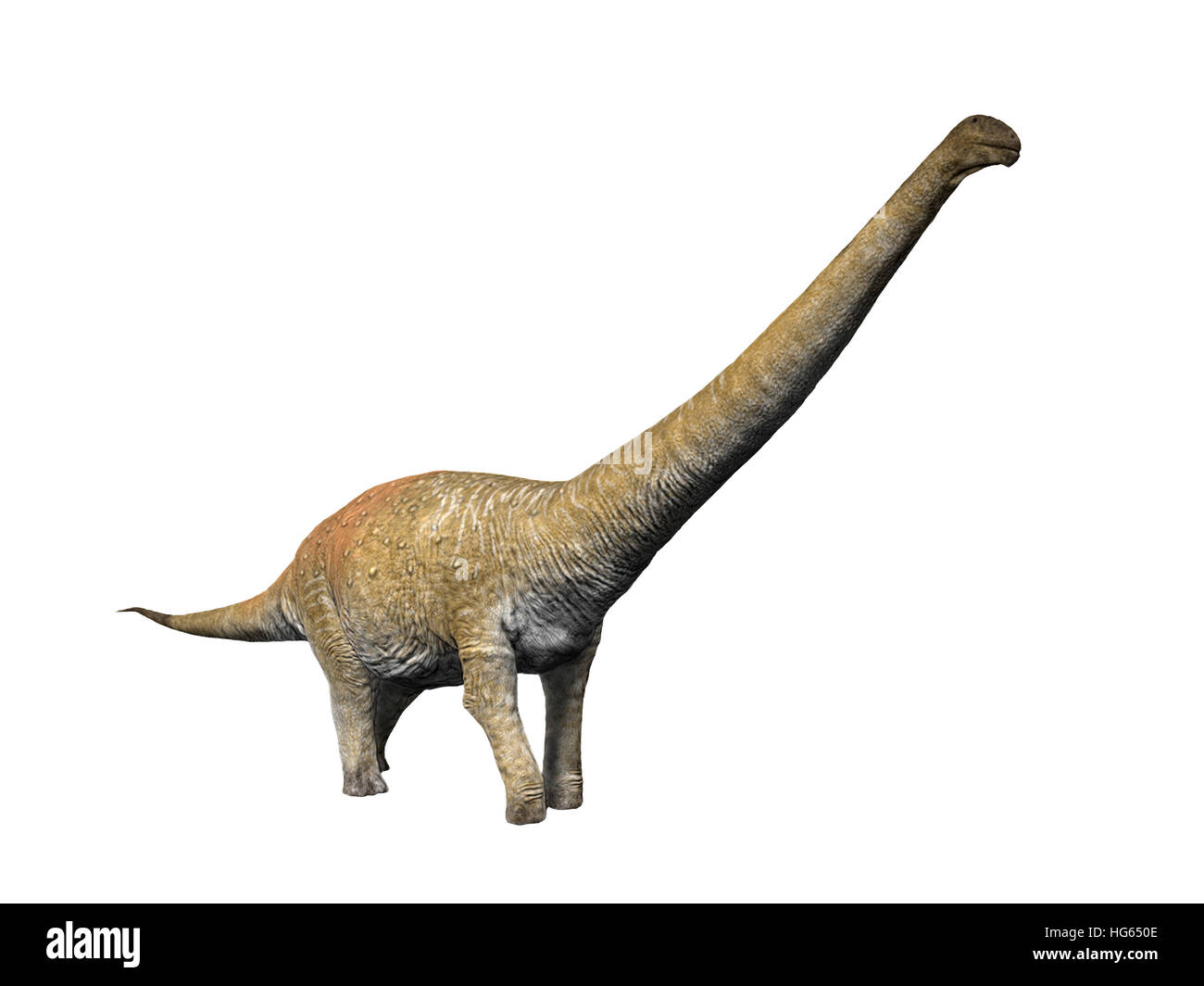 Notocolossus ist eine große Titanosaur aus der späten Kreidezeit. Stockfoto