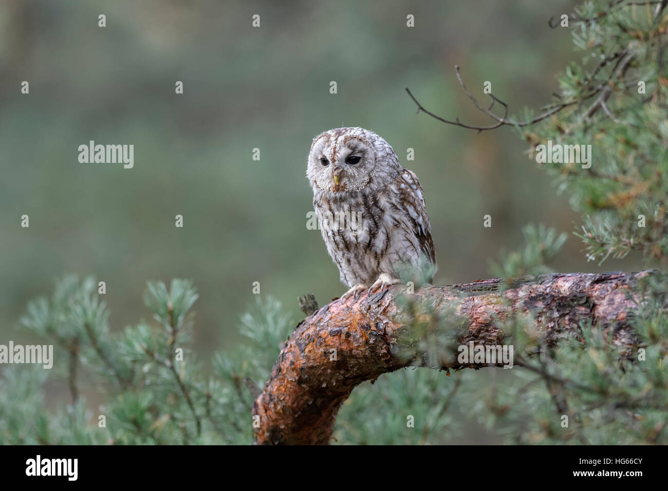 Waldkauz / Brown Owl (Strix Aluco), weit verbreitet in Wäldern in weiten Teilen Eurasiens, Schlafplatz in einer Tanne. Stockfoto