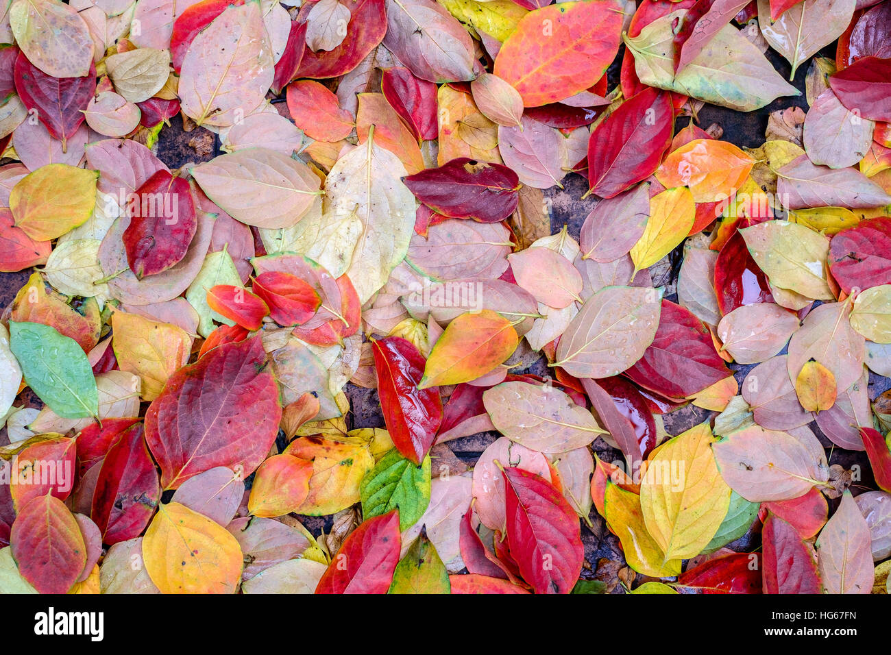 Nassen Herbst Persimmon Teppich von Blättern Stockfoto
