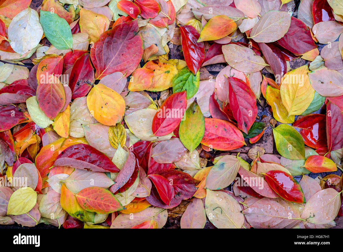 Nassen Herbst Persimmon Teppich von Blättern Stockfoto