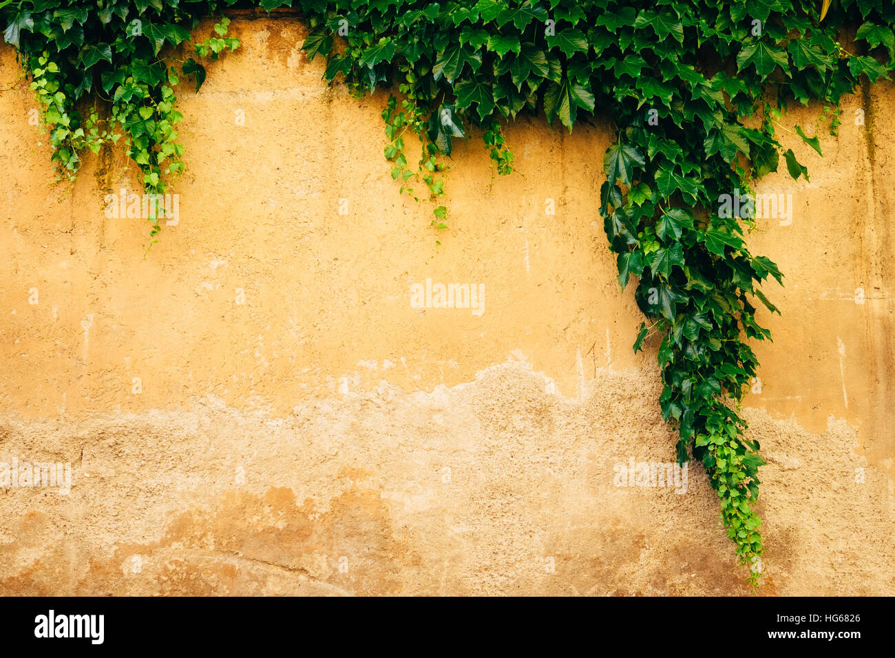 Eine abgenutzte gelbe Wand drapiert mit üppigen grünen Efeu in Rom, Italien Stockfoto
