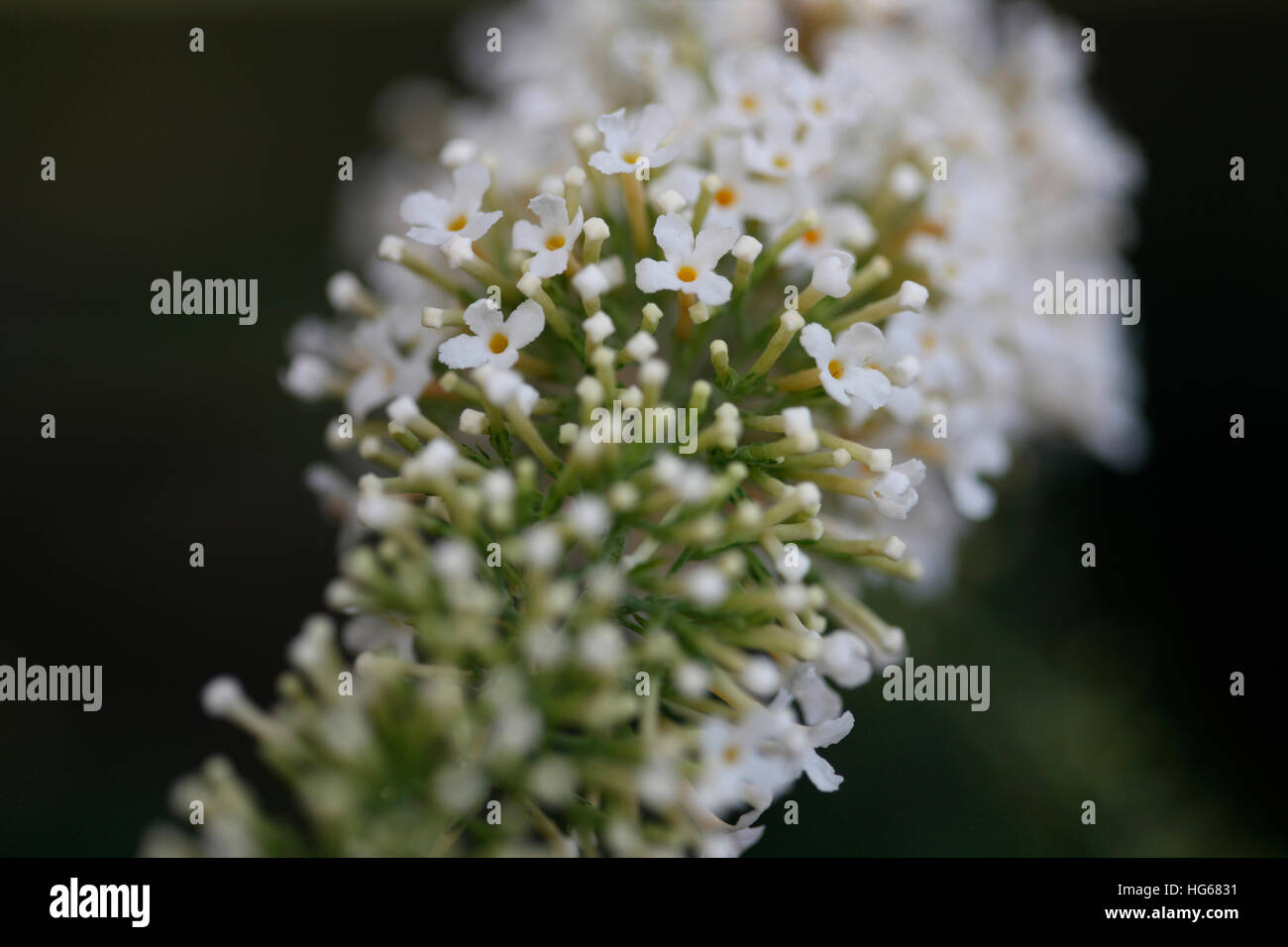duftenden weißen Sommerflieder Sommerblumen Jane Ann Butler Fotografie JABP1760 Stockfoto