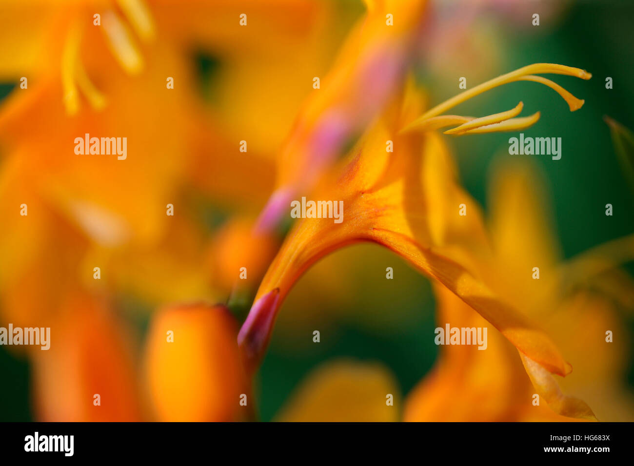 bunte Spitzen der gelben Montbretia Blumen im Sommer Jane Ann Butler Fotografie JABP1759 Stockfoto