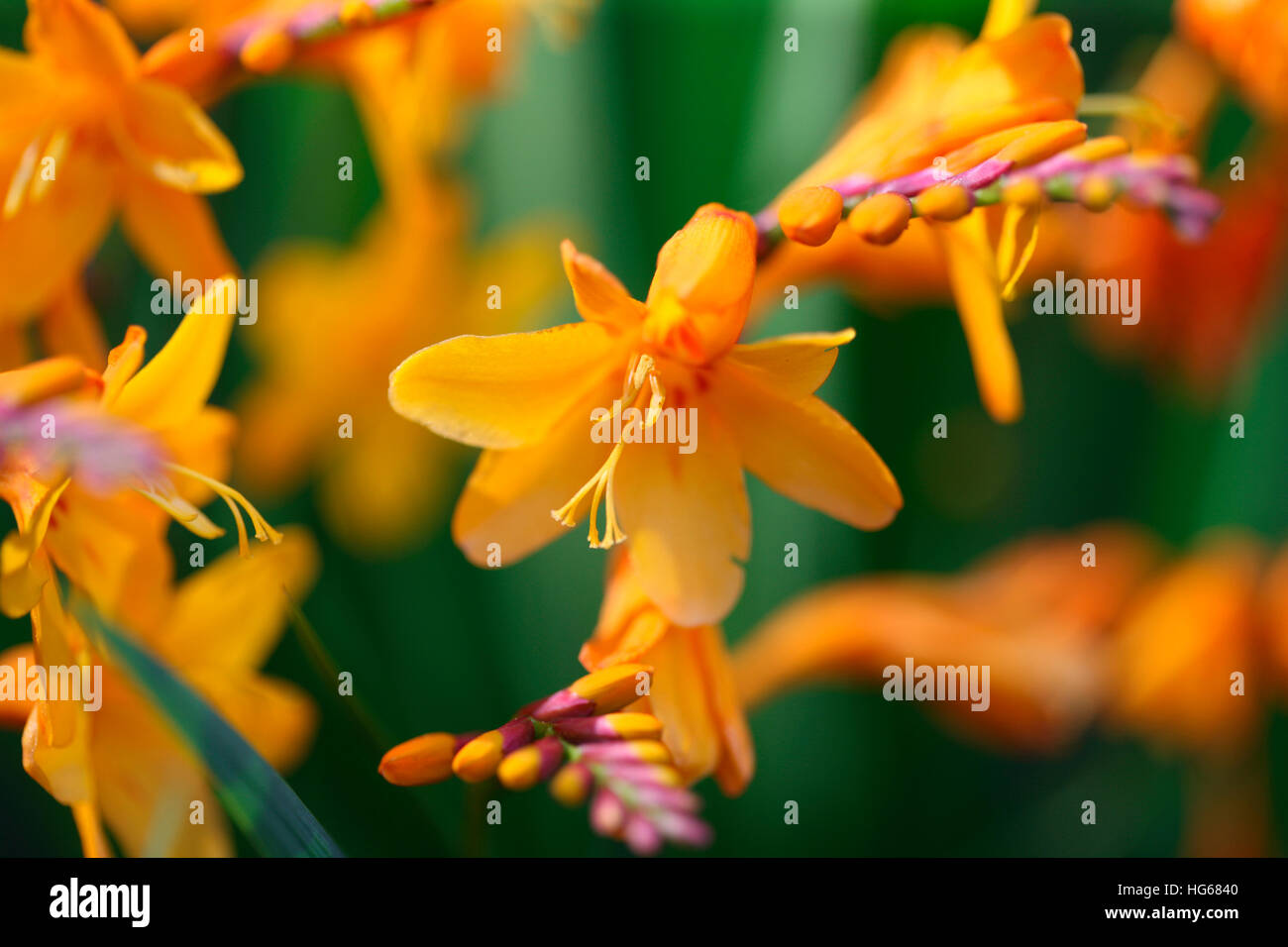 bunte Spitzen der gelben Montbretia Blumen im Sommer Jane Ann Butler Fotografie JABP1758 Stockfoto