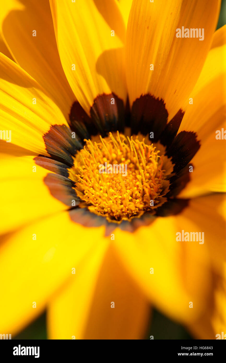 Gazanien Rigens "new Day", Schatz Blume Jane Ann Butler Fotografie JABP1751 Stockfoto