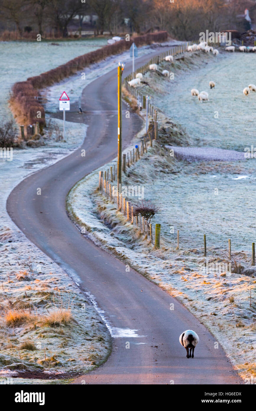 Flintshire, Wales, UK 5. Januar 2017, klarer Himmel und extreme Temperaturen hinterließen viele Teile des Vereinigten Königreichs einschließlich Flintshire, mit Temperaturen weit unter-5 heute morgen Vormittag mit Frost. Ein Schaf macht seinen Weg nach Hause entlang einer Gasse, umgeben von einer eisigen Landschaft nahe dem Dorf von Moel-y-Crio, Flintshire © DGDImages/Alamy Live News gebunden Stockfoto