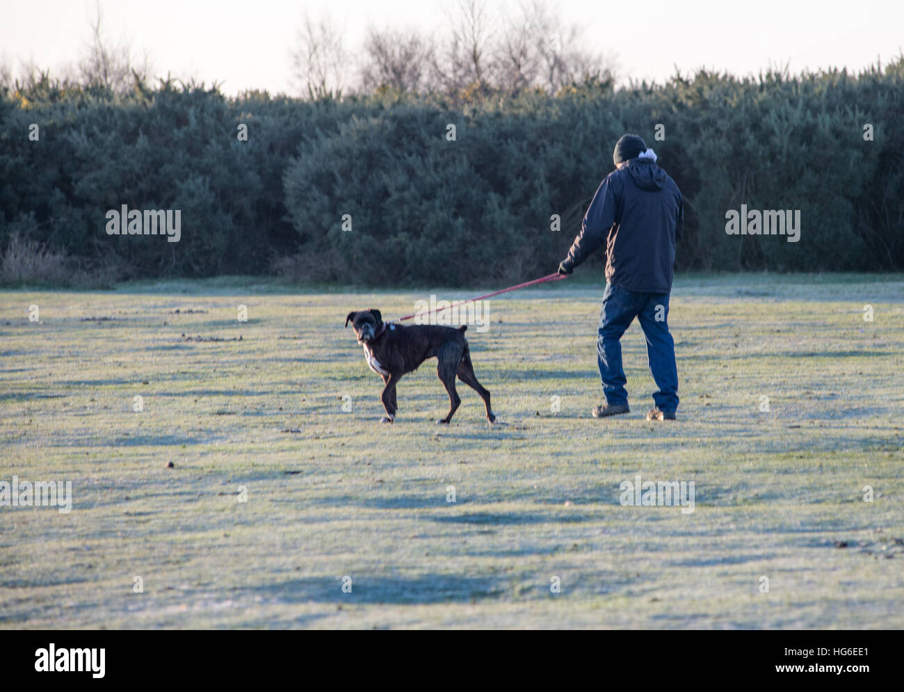 Kalt und frostig Morgen Wetter für einen Mann, einen Hund im New Forest, Hampshire, Großbritannien Stockfoto