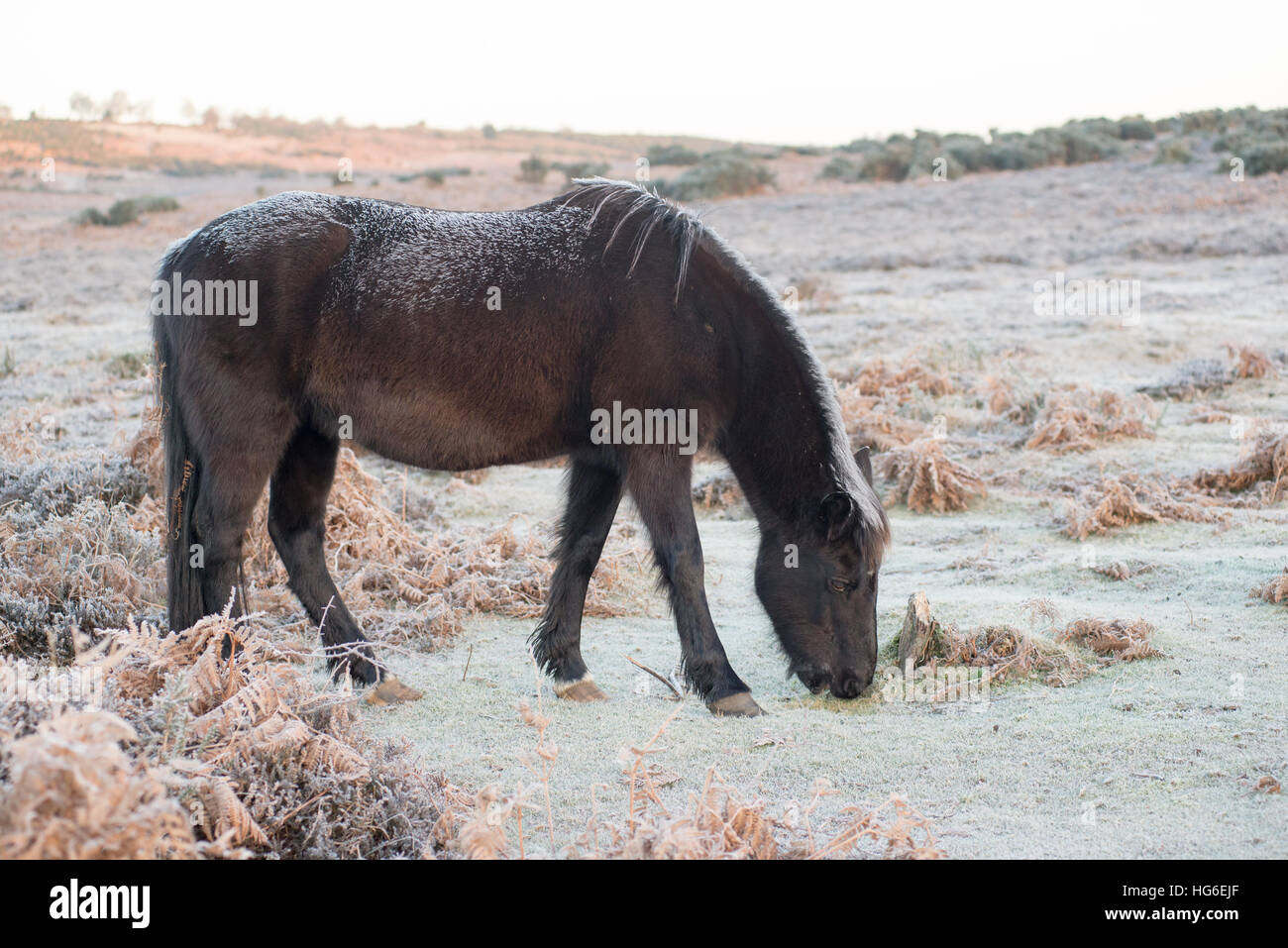 New Forest pony Beweidung im frostigen Winter Wetter, Hampshire, Großbritannien Stockfoto