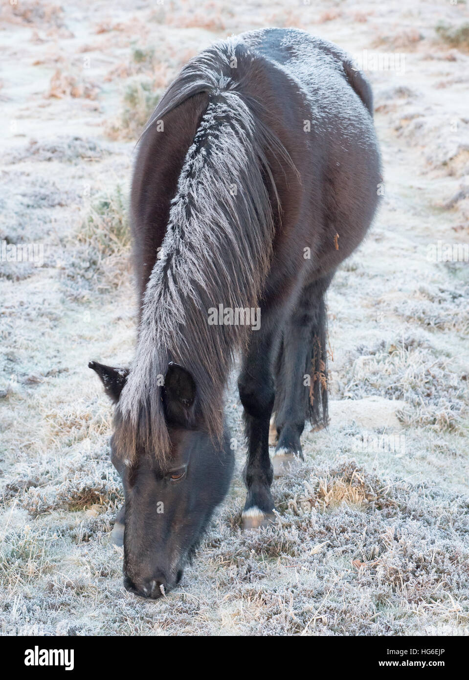 New Forest Pony mit einem frostigen Mann grasen in frostigen Winterwetter, Hampshire, Großbritannien Stockfoto