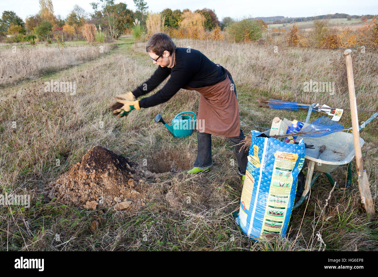 Pflanzung von Obstbäumen im Herbst von einer Frau Stockfoto