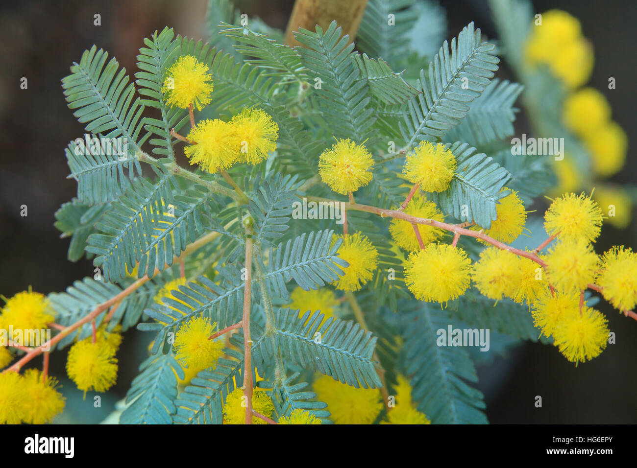 Cootamundra-Akazie, Acacia Baileyana 'Purpurea' Stockfoto