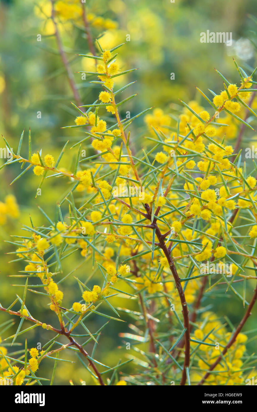Acacia Colletioides, gemeinsamen Namen warten eine Weile, Pin Bush und Wirbelsäule Busch Stockfoto