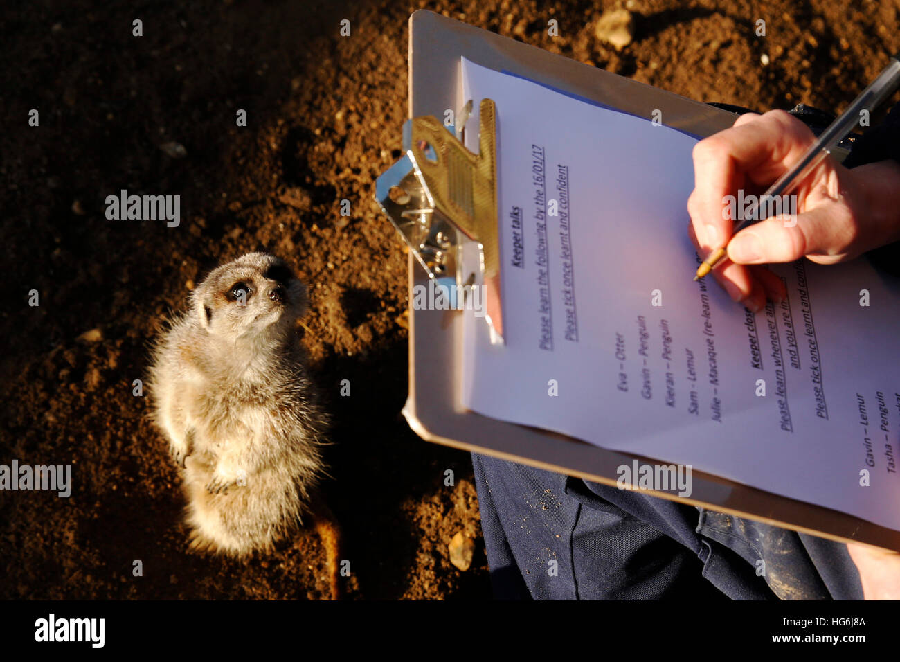 Eastbourne, Vereinigtes Königreich. 5. Januar 2017. Zoo-Registrar Katherine Gibson posiert mit Erdmännchen, wie sie die Anzahl die jährlichen Tiere in familienbetriebenen Zoo, Drusillas Park, im Touristenort in der Nähe von Eastbourne, GB Donnerstag, 5. Januar 2017 macht. Die Anzahl die jährlichen ist eines der größten Aufträge in das Tagebuch und erfolgt durch Halter herum das Land in dieser Zeit des Jahres. Es wird als Teil des Zoo Gesetzeskonformität der Zoos und Aquarien, genaue Aufzeichnungen über jedes Tier Geburt, Tod, an- und Abreise erfordert abgeschlossen.  © Luke MacGregor/Alamy Live-Nachrichten Stockfoto