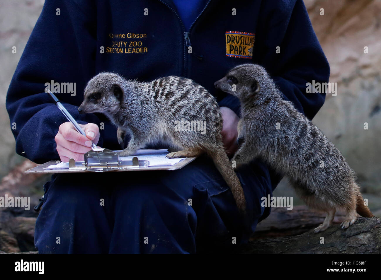 Eastbourne, Vereinigtes Königreich. 5. Januar 2017. Zoo-Registrar Katherine Gibson posiert mit Erdmännchen, wie sie die Anzahl die jährlichen Tiere in familienbetriebenen Zoo, Drusillas Park, im Touristenort in der Nähe von Eastbourne, GB Donnerstag, 5. Januar 2017 macht. Die Anzahl die jährlichen ist eines der größten Aufträge in das Tagebuch und erfolgt durch Halter herum das Land in dieser Zeit des Jahres. Es wird als Teil des Zoo Gesetzeskonformität der Zoos und Aquarien, genaue Aufzeichnungen über jedes Tier Geburt, Tod, an- und Abreise erfordert abgeschlossen.  © Luke MacGregor/Alamy Live-Nachrichten Stockfoto