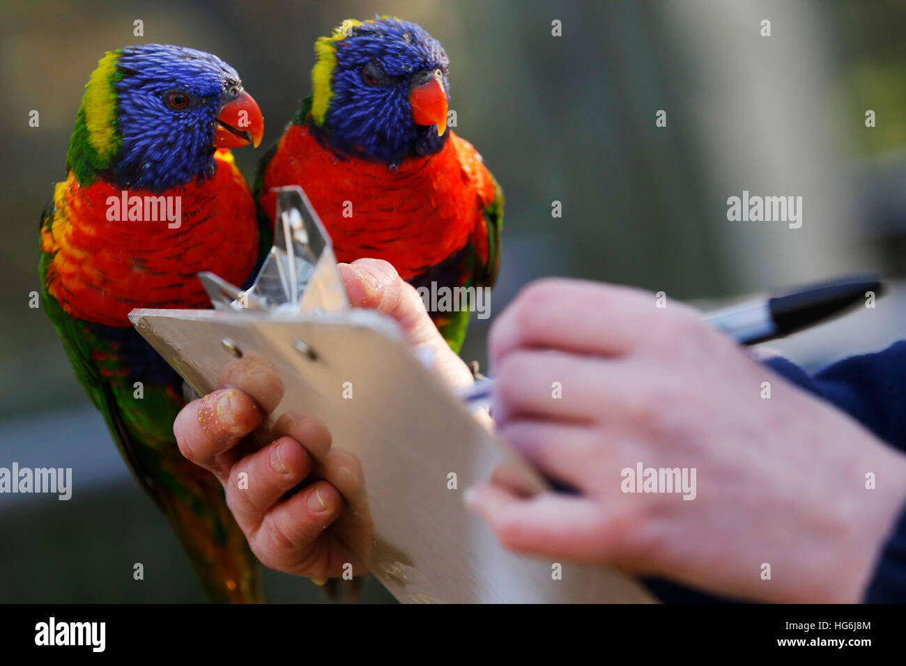 Eastbourne, Vereinigtes Königreich. 5. Januar 2017. Zoo-Registrar Katherine Gibson posiert mit Allfarblori Parots, wie sie die Anzahl die jährlichen Tiere in familienbetriebenen Zoo, Drusillas Park, im Touristenort in der Nähe von Eastbourne, GB Donnerstag, 5. Januar 2017 macht. Die Anzahl die jährlichen ist eines der größten Aufträge in das Tagebuch und erfolgt durch Halter herum das Land in dieser Zeit des Jahres. Es wird als Teil des Zoo Gesetzeskonformität der Zoos und Aquarien, genaue Aufzeichnungen über jedes Tier Geburt, Tod, an- und Abreise erfordert abgeschlossen. Luke@lukemacgr © Luke MacGregor/Alamy Live News Stockfoto