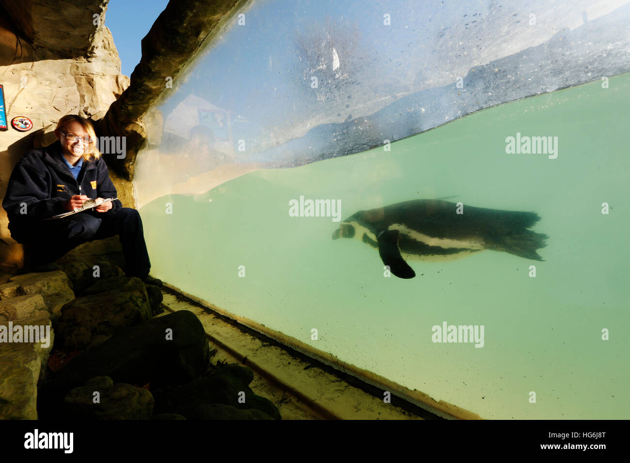 Eastbourne, Vereinigtes Königreich. 5. Januar 2017. Zoo-Registrar Katherine Gibson posiert mit Humboldt-Pinguine, wie sie die Anzahl die jährlichen Tiere in familienbetriebenen Zoo, Drusillas Park, im Touristenort in der Nähe von Eastbourne, GB Donnerstag, 5. Januar 2017 macht. Die Anzahl die jährlichen ist eines der größten Aufträge in das Tagebuch und erfolgt durch Halter herum das Land in dieser Zeit des Jahres. Es wird als Teil des Zoo Gesetzeskonformität der Zoos und Aquarien, genaue Aufzeichnungen über jedes Tier Geburt, Tod, an- und Abreise erfordert abgeschlossen. Luke@lukemacgregor.c © Luke MacGregor/Alamy Live News Stockfoto