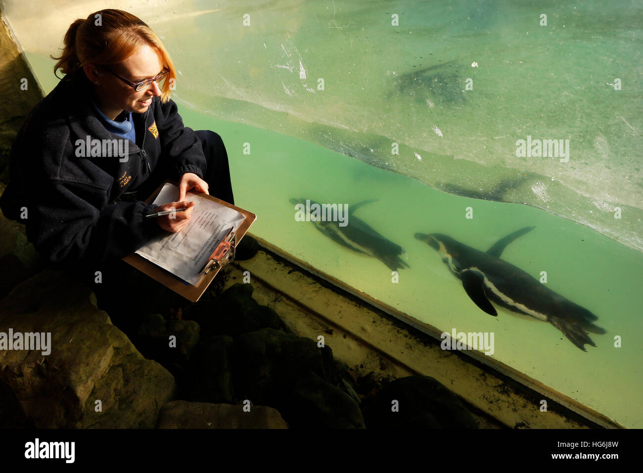 Eastbourne, Vereinigtes Königreich. 5. Januar 2017. Zoo-Registrar Katherine Gibson posiert mit Humboldt-Pinguine, wie sie die Anzahl die jährlichen Tiere in familienbetriebenen Zoo, Drusillas Park, im Touristenort in der Nähe von Eastbourne, GB Donnerstag, 5. Januar 2017 macht. Die Anzahl die jährlichen ist eines der größten Aufträge in das Tagebuch und erfolgt durch Halter herum das Land in dieser Zeit des Jahres. Es wird als Teil des Zoo Gesetzeskonformität der Zoos und Aquarien, genaue Aufzeichnungen über jedes Tier Geburt, Tod, an- und Abreise erfordert abgeschlossen. Luke@lukemacgregor.c © Luke MacGregor/Alamy Live News Stockfoto