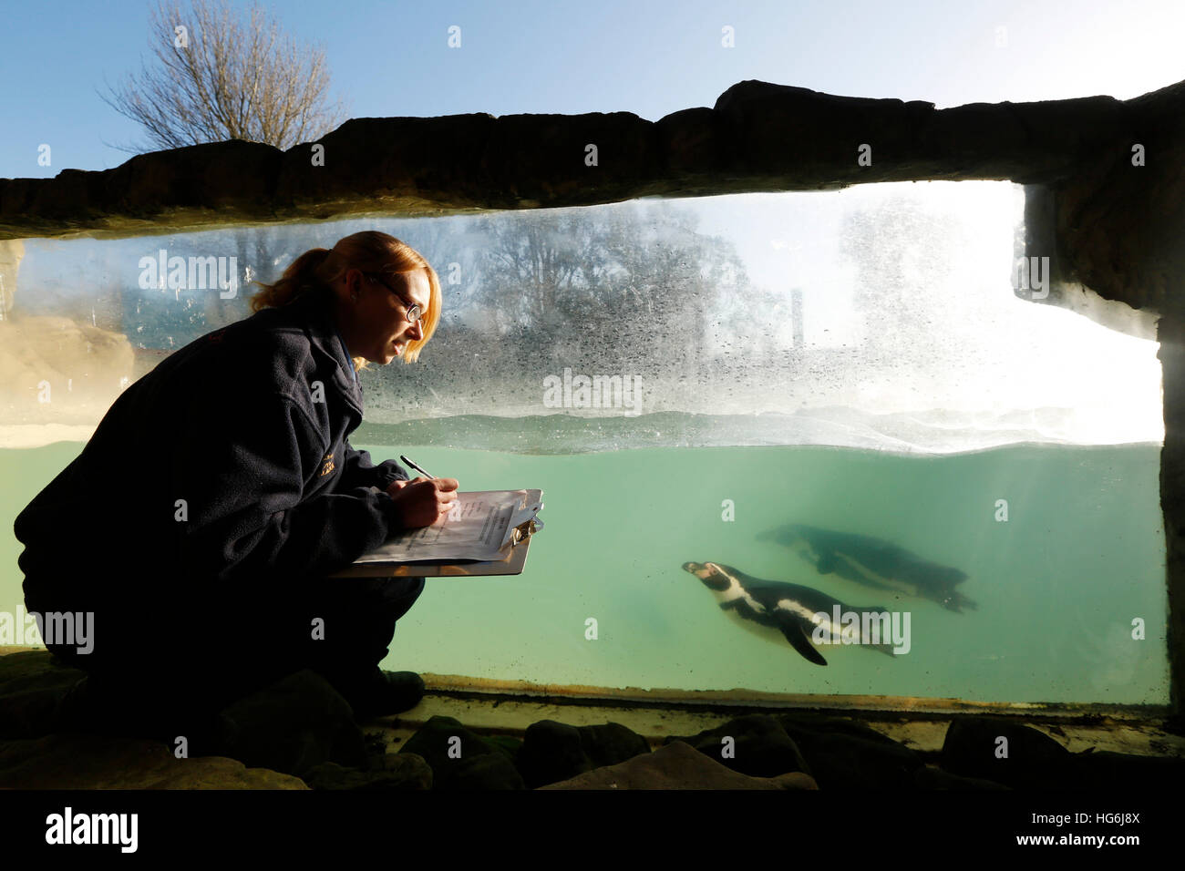 Eastbourne, Vereinigtes Königreich. 5. Januar 2017. Zoo-Registrar Katherine Gibson posiert mit Humboldt-Pinguine, wie sie die Anzahl die jährlichen Tiere in familienbetriebenen Zoo, Drusillas Park, im Touristenort in der Nähe von Eastbourne, GB Donnerstag, 5. Januar 2017 macht. Die Anzahl die jährlichen ist eines der größten Aufträge in das Tagebuch und erfolgt durch Halter herum das Land in dieser Zeit des Jahres. Es wird als Teil des Zoo Gesetzeskonformität der Zoos und Aquarien, genaue Aufzeichnungen über jedes Tier Geburt, Tod, an- und Abreise erfordert abgeschlossen. Luke@lukemacgregor.c © Luke MacGregor/Alamy Live News Stockfoto