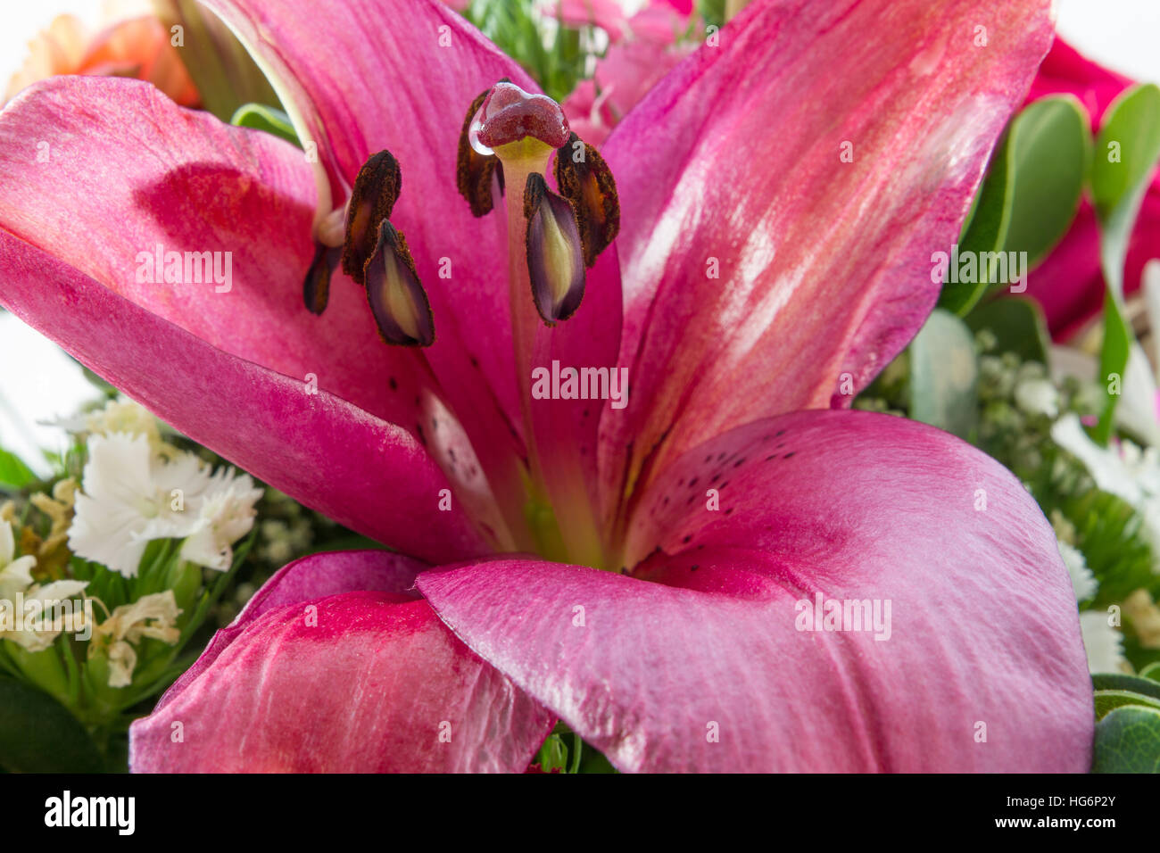 Blume Blumenstrauß extreme Nahaufnahme mit prominenten violett lilly Stockfoto