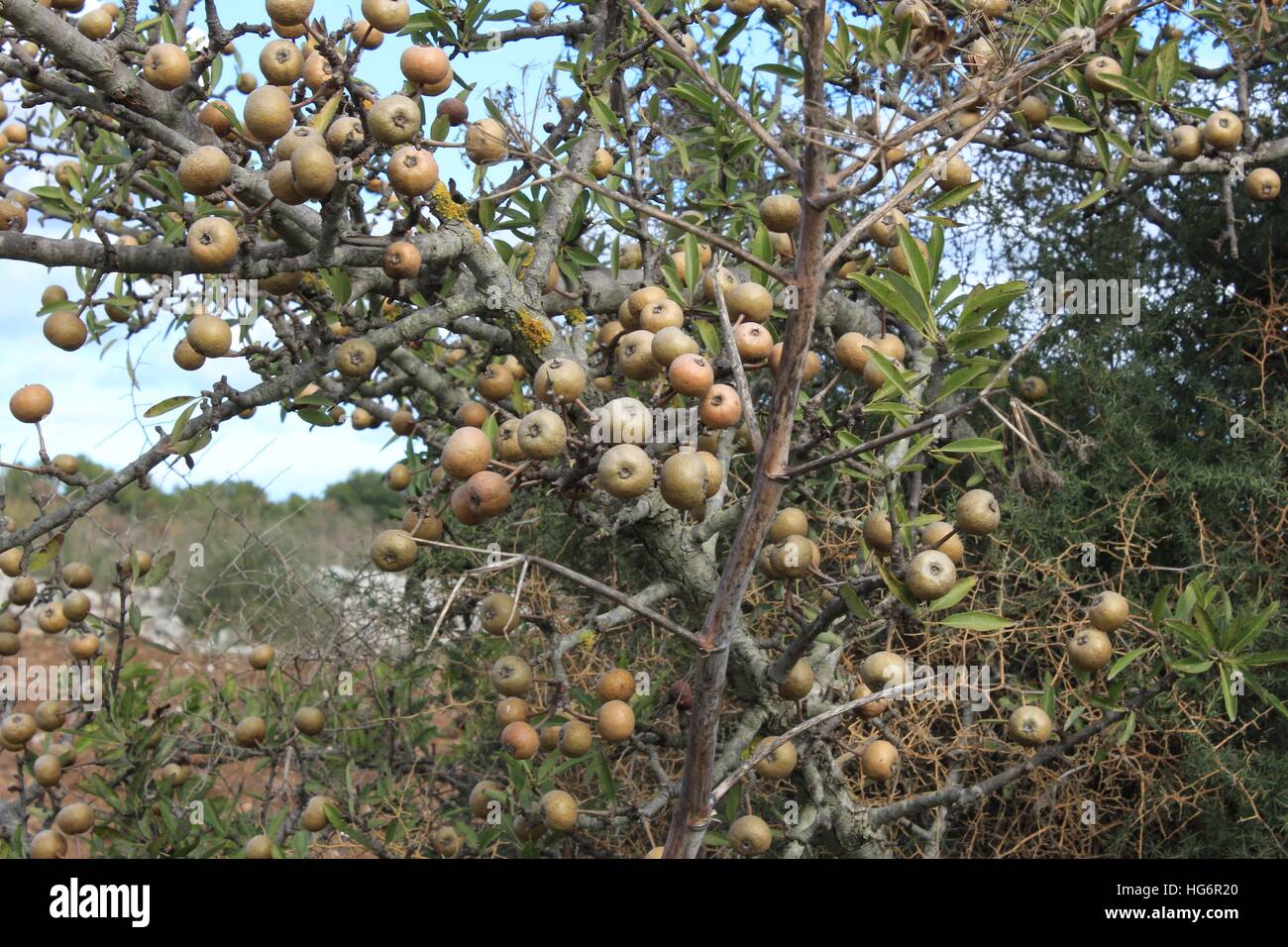 "Pera Volpina"--eine mediterrane Variante des wilden Birnbaums. Stockfoto