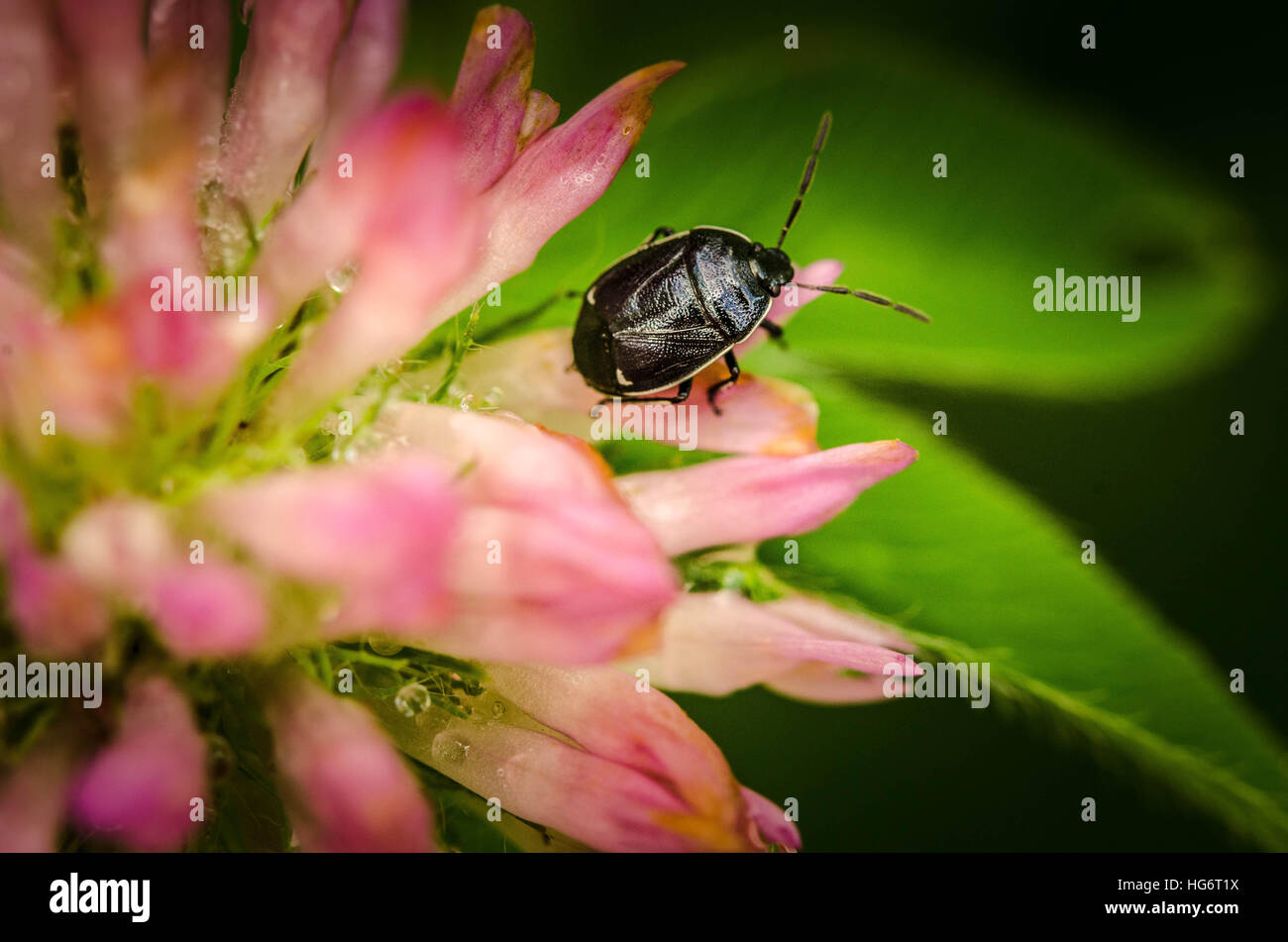 Beetle Bug sitzt auf einer hübschen rosa Blume an einem schönen Sommertag in einem Park. Stockfoto