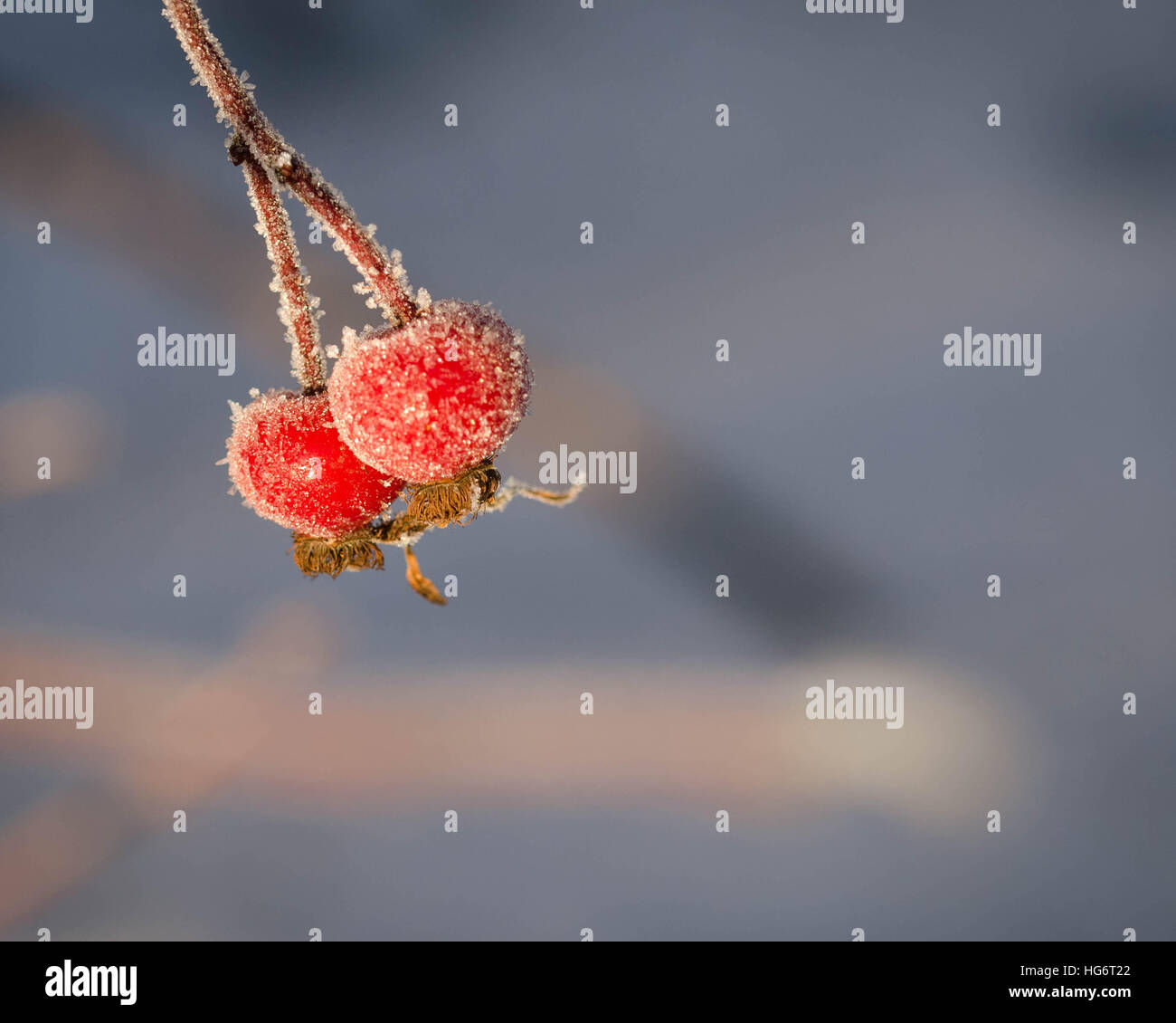 Rote Winter Beeren mit Frost mit unscharfen Hintergrund und Platz für Kopie oder Text. Stockfoto