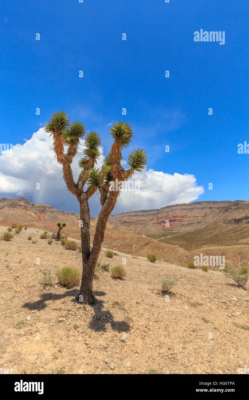 Landschaft mit Joshua Bäume in Joshua Tree Road in der Mojave-Wüste in der Nähe von Scenic Backway. Stockfoto