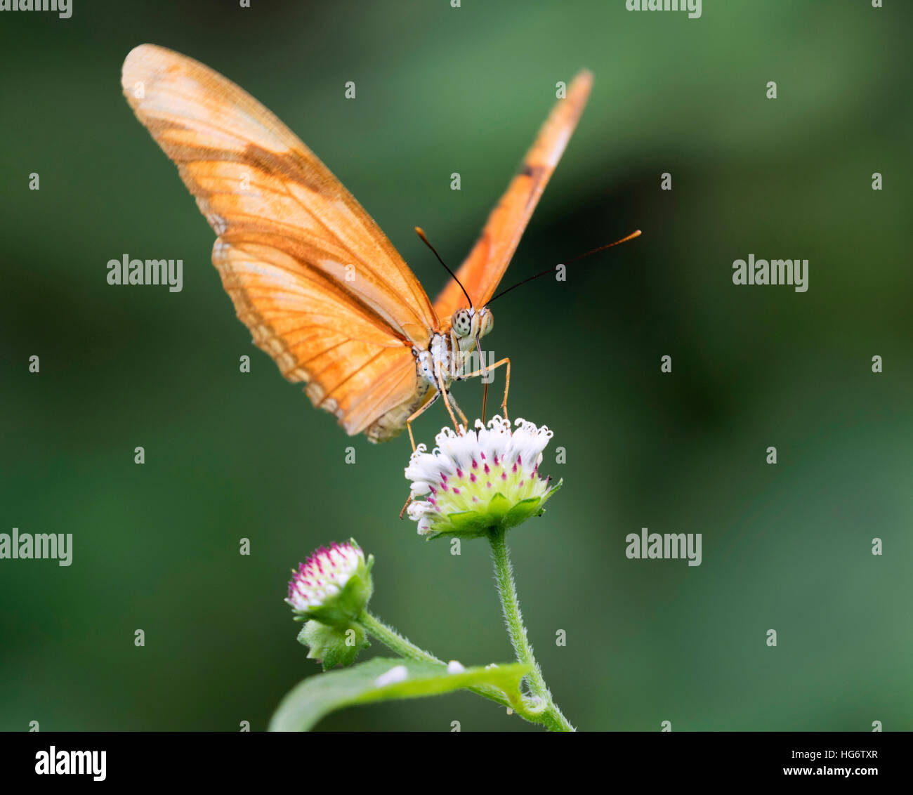 Julia Heliconian (Dryas Iulia) Fütterung auf eine Blume, Belize, Mittelamerika Stockfoto