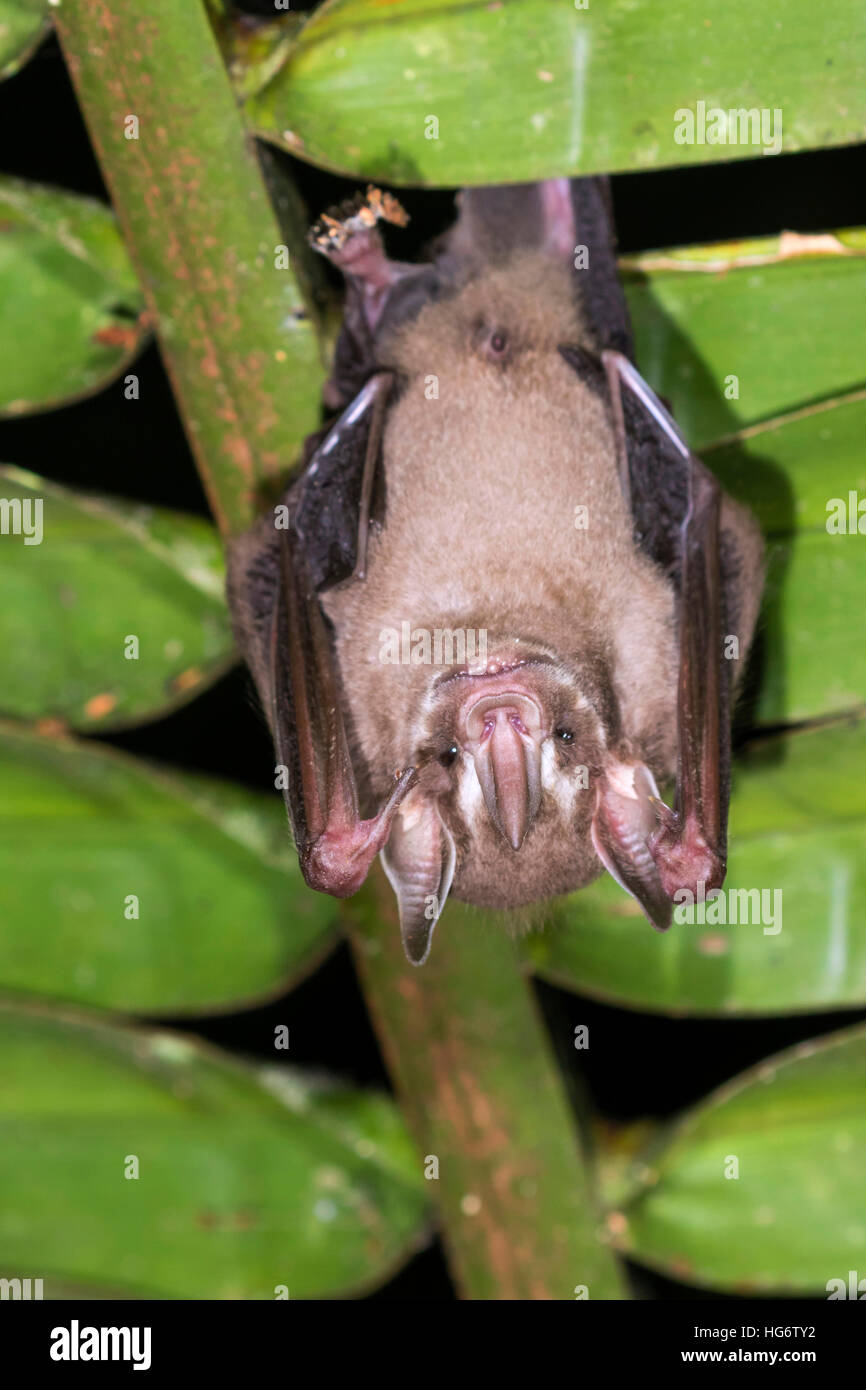 Pygmy Obst - Essen bat (Dermanura oder Artibeus phaeotis) Rastplätze unter palm leaf im Regenwald, Belize, Central America Stockfoto