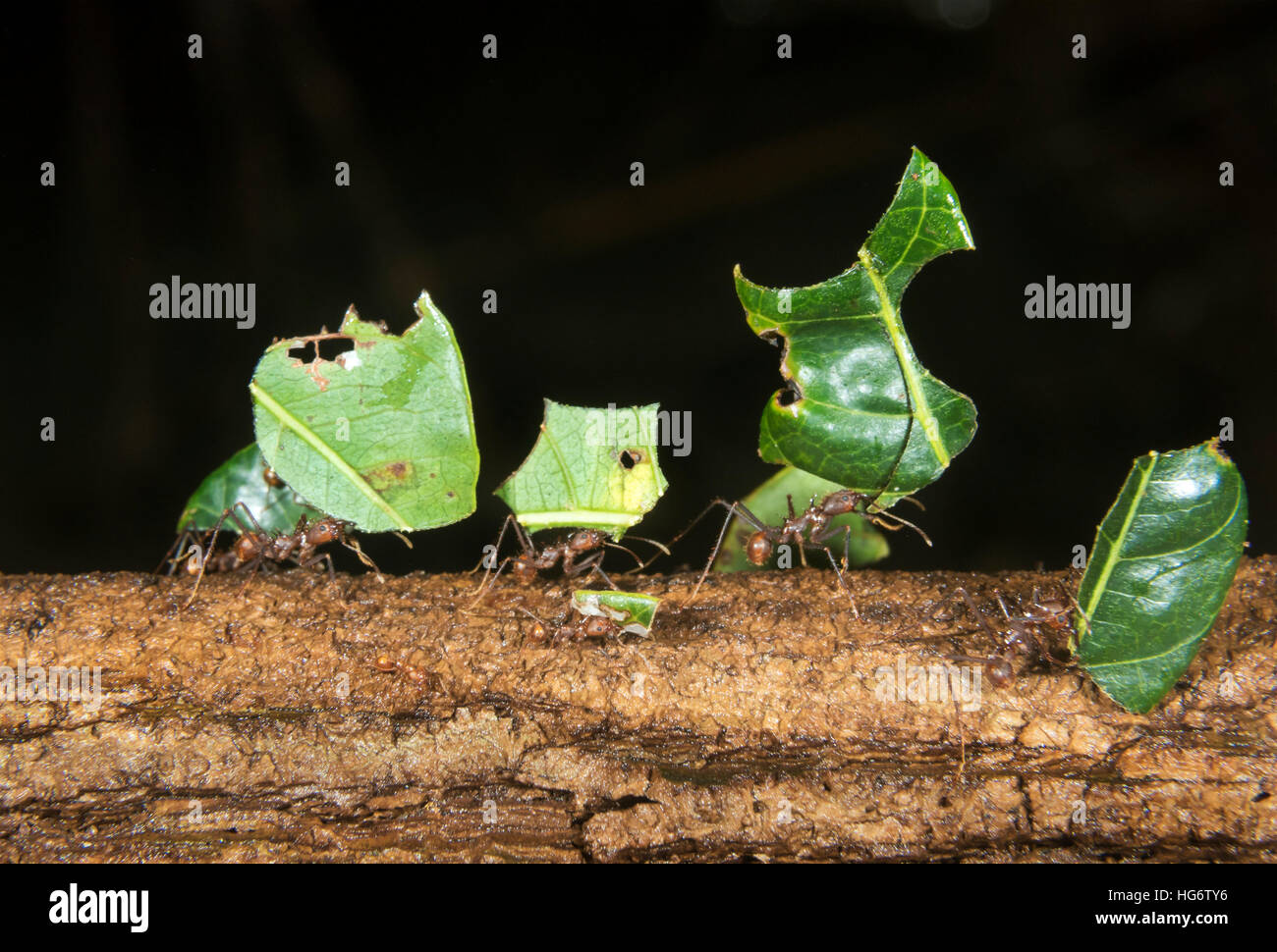 Blattschneiderameisen (Atta Colombica) tragen Teile der Blätter, Belize, Mittelamerika Stockfoto