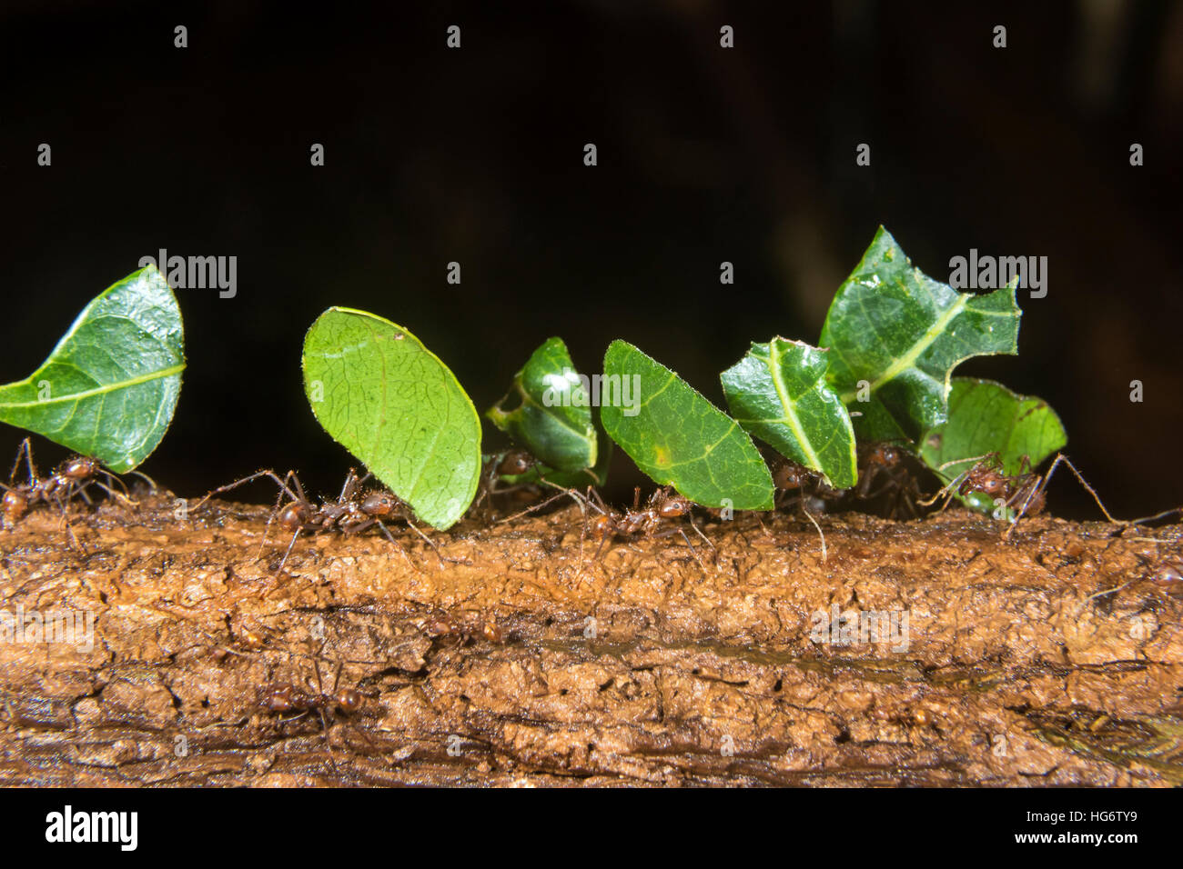 Blattschneiderameisen (Atta Colombica) tragen Teile der Blätter, Belize, Mittelamerika Stockfoto