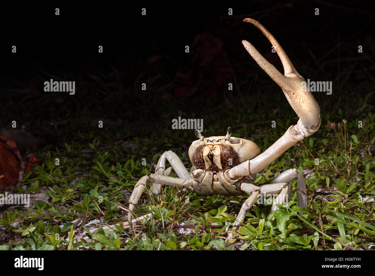 Blaue Landkrabben (Cardisoma Guanhumi) in Abwehrhaltung bei Nacht, Insel Caye Caulker, Belize, Mittelamerika Stockfoto