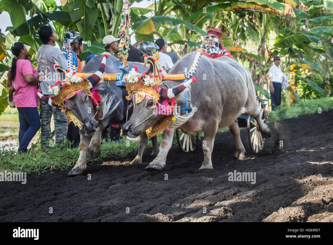 Büffel im Kostüm-Rennen rund um die Makepung Rennstrecke beim Jembrana Cup 2016 Stockfoto