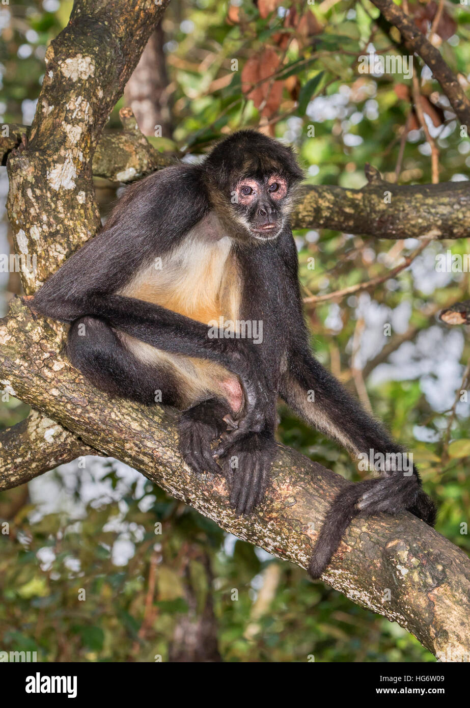 Yucatan Geoffroy oder schwarzhändige Spinnenaffen (Ateles geoffroyi) im Regenwald, Belize, Mittelamerika Stockfoto