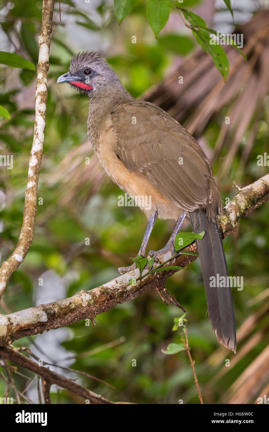 Einfache Chachalaca (Ortalis Vetula) Porträt, Belize, Mittelamerika Stockfoto