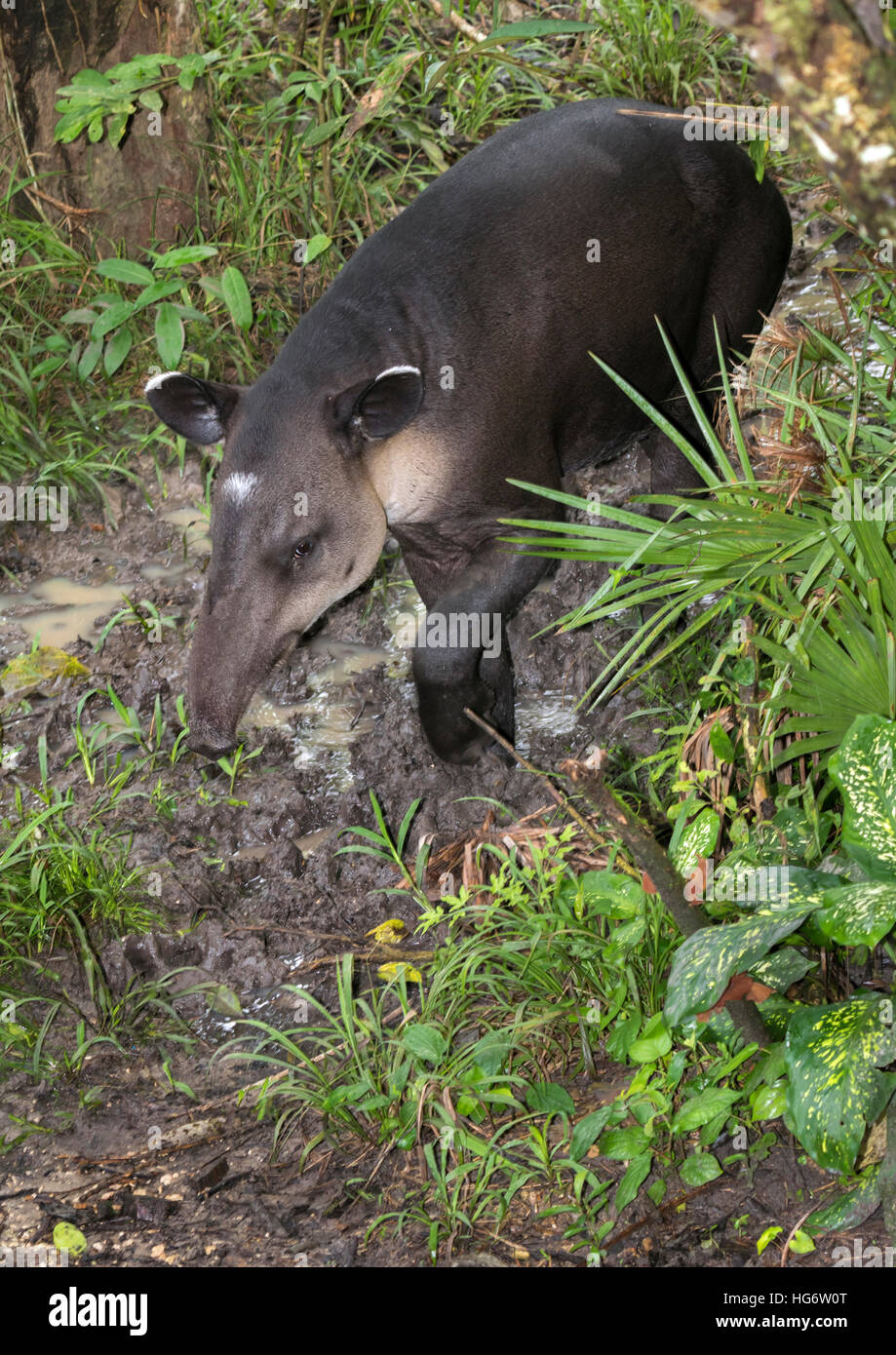 Baird es oder mittelamerikanischen Tapir (Tapirus Bairdii) im sumpfigen Regenwald, Belize, Mittelamerika Stockfoto