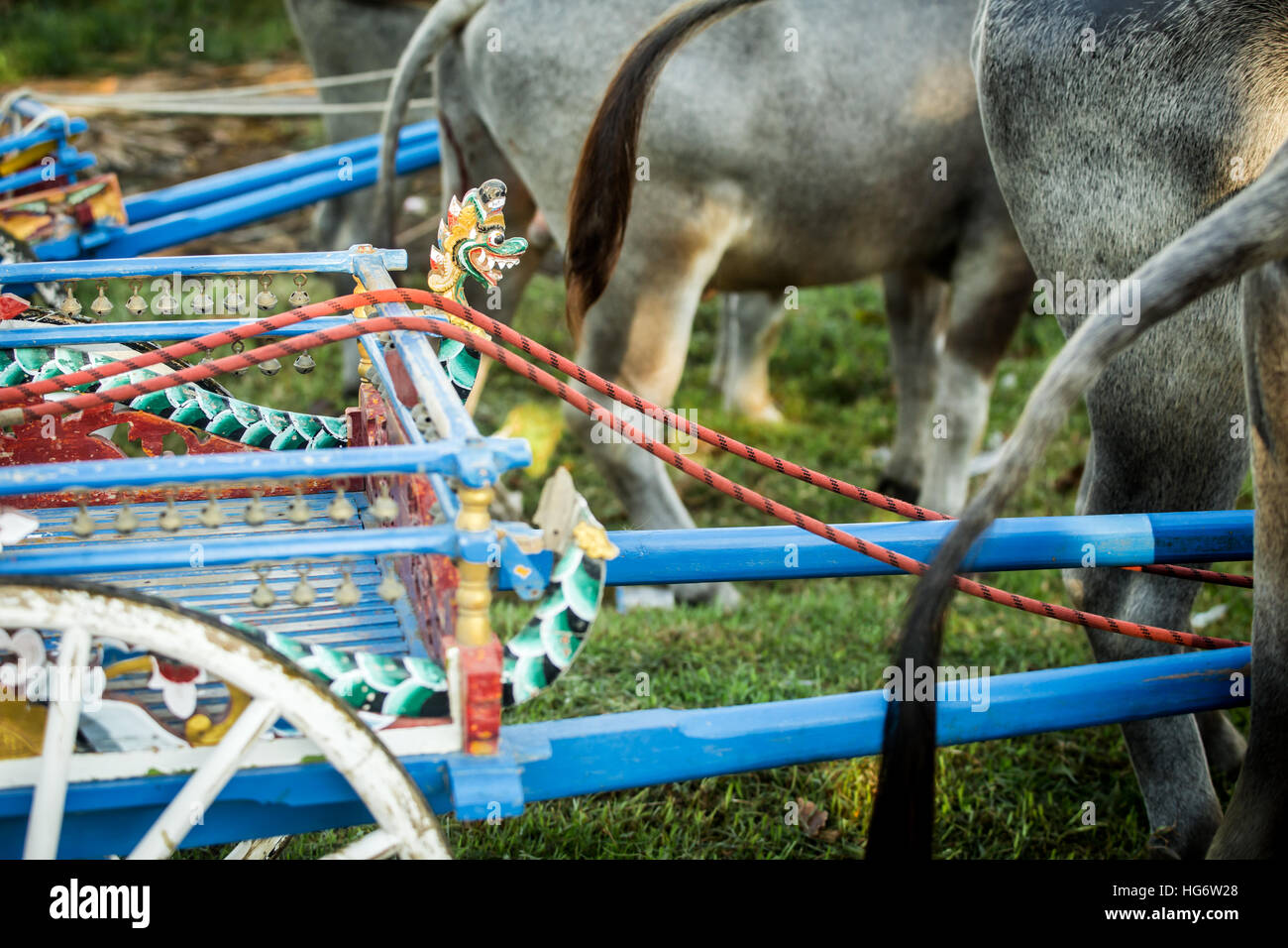 Buffalo ausblenden mit Schwänzen und Rennsport-Wagen bei Makepung Büffel Rennen Stockfoto