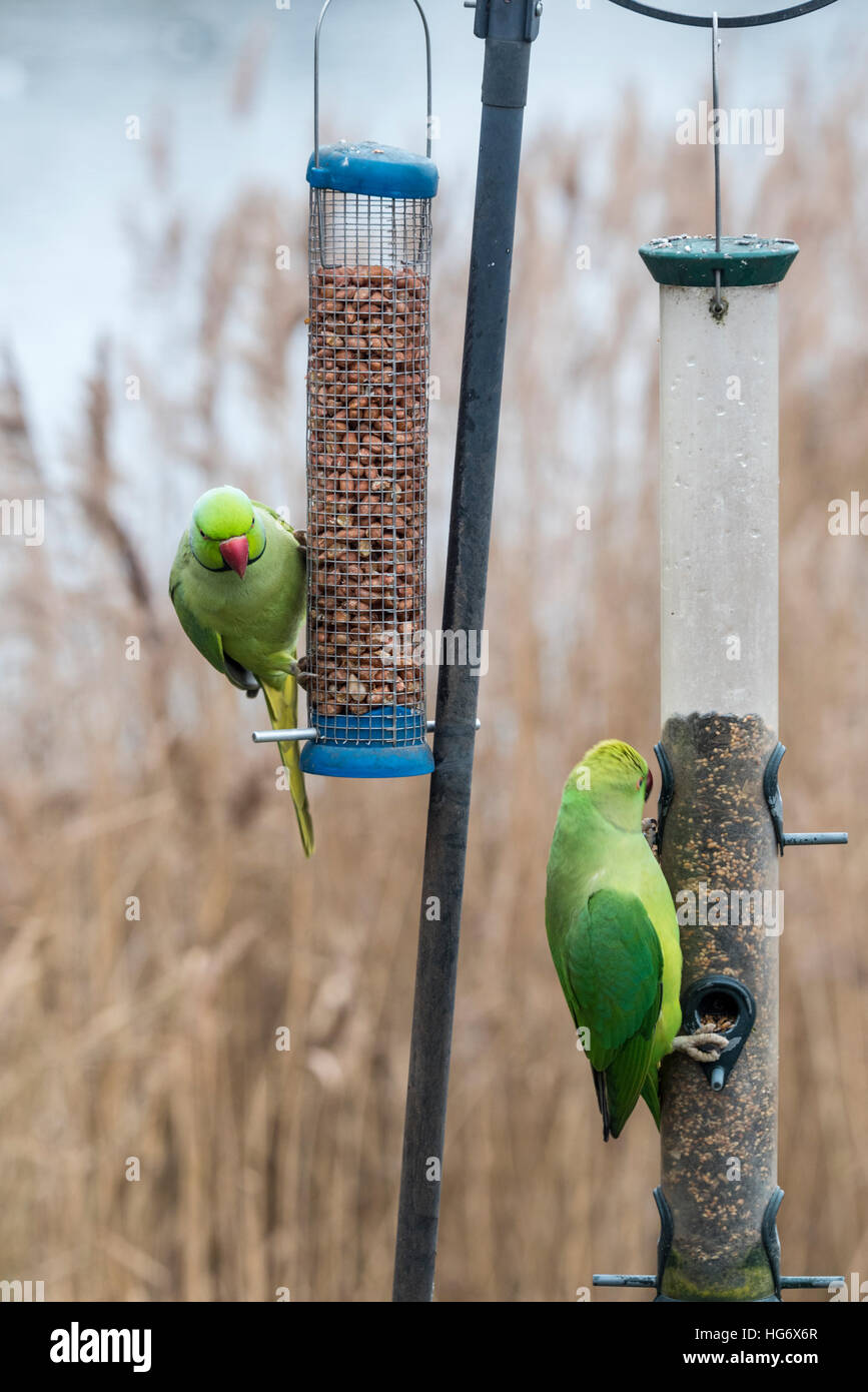 Ein paar Ring necked Papageien am Futterhäuschen. Stockfoto