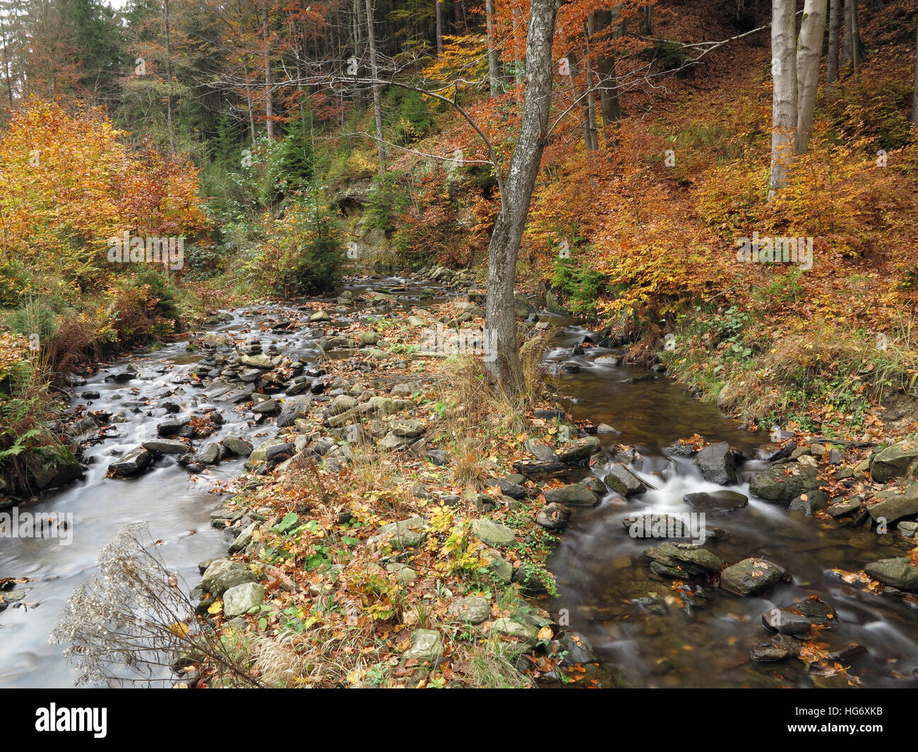 Bach in den herbstlichen Wald Stockfoto