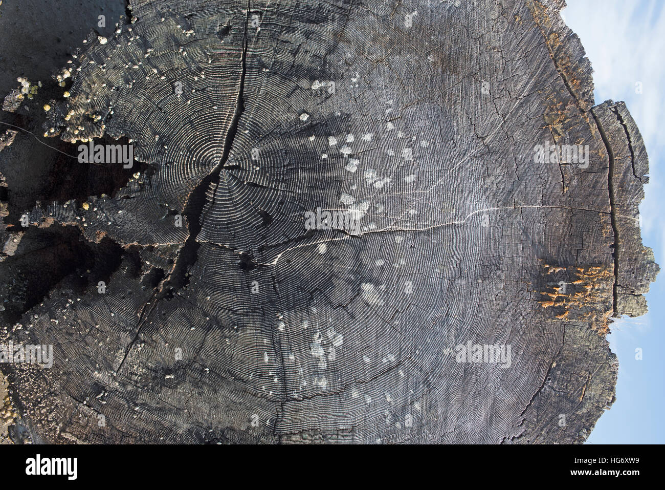 Toter Baum gespült Vorführung Alter Ringe, Engländer Flussmündung, Vancouver Island. BC Kanada.  SCO 11.331. Stockfoto