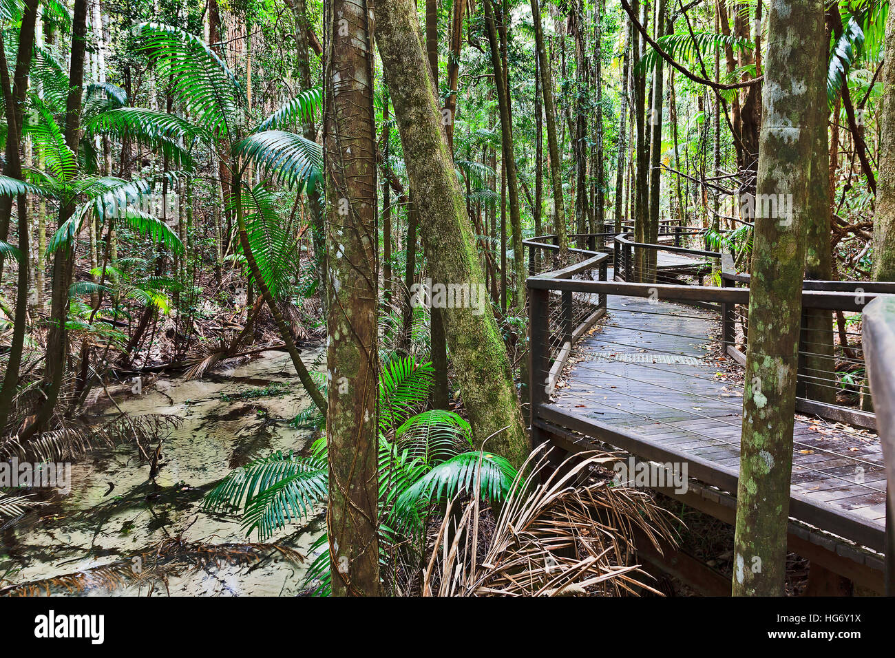Fraser Island-Regenwald nahe Central Station entlang flachen Süßwasser fließenden Baches. Holz-Promenade für Touristen, ikonischen Natur der Par zu sehen Stockfoto