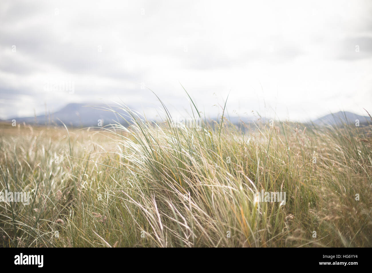 Meer Rasen Hintergrund Detail.  Donegal, Irland Stockfoto